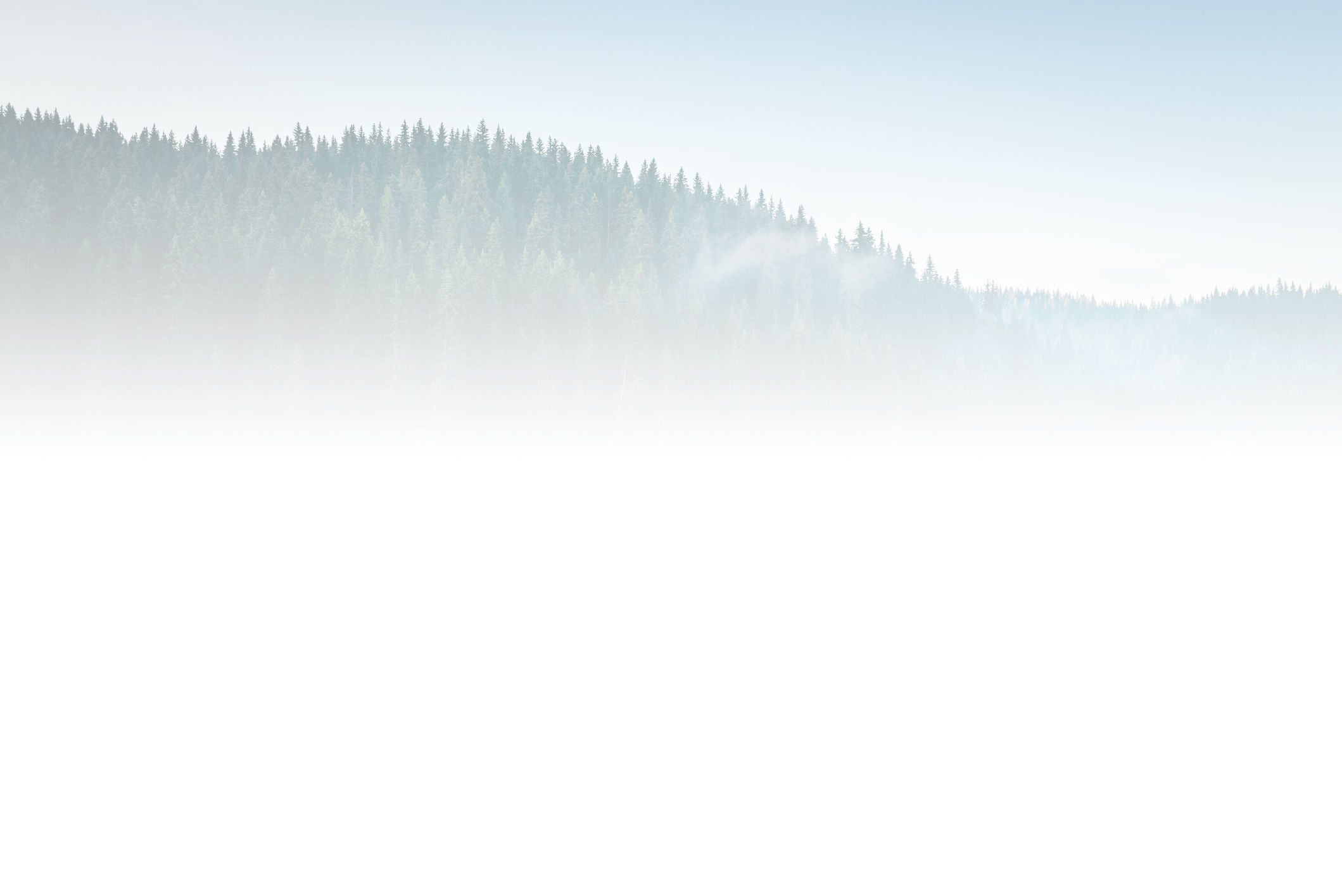 A dense forest fades into a misty atmosphere, creating a serene and tranquil scene with a blend of trees and fog.