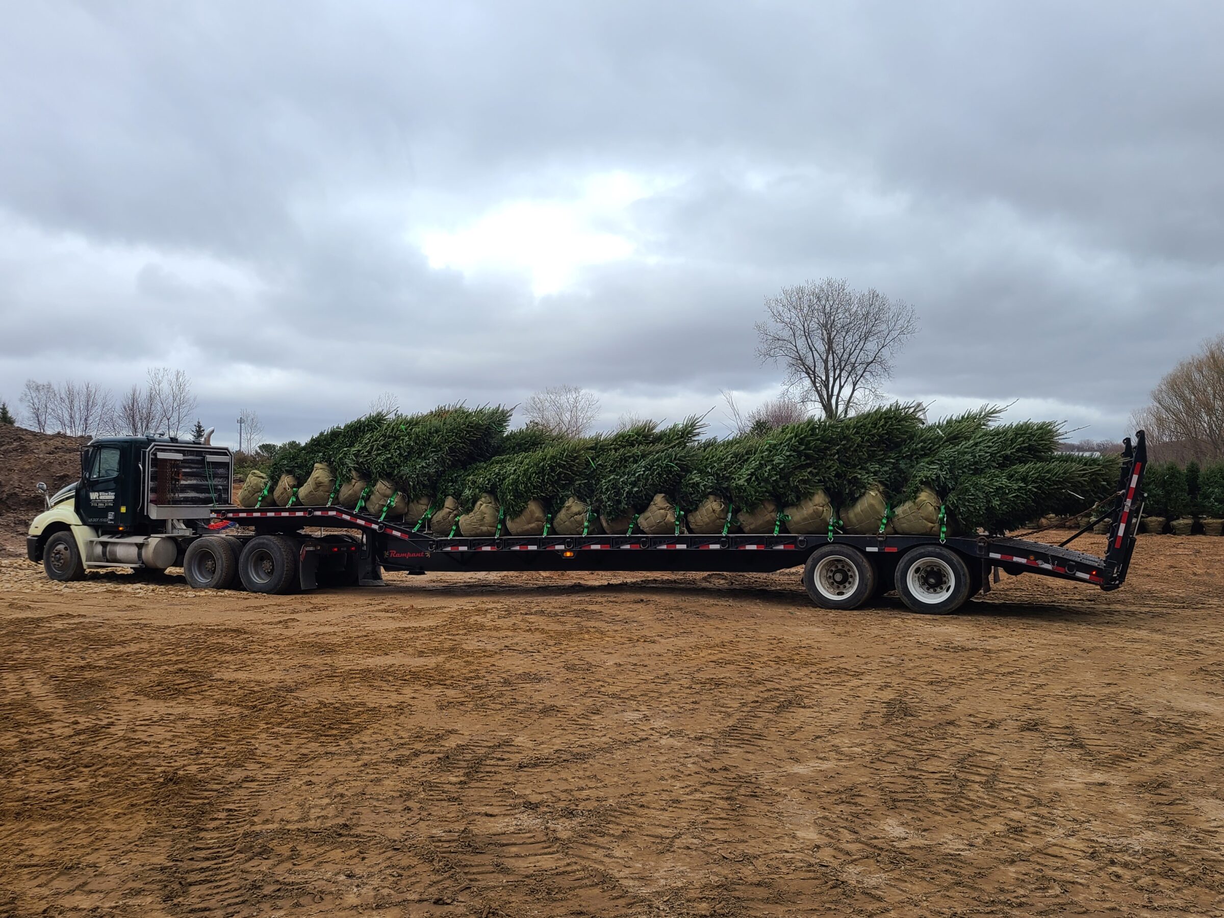 A flatbed truck carries a load of balled trees on a dirt lot under a cloudy sky. Trees are secured with green straps.