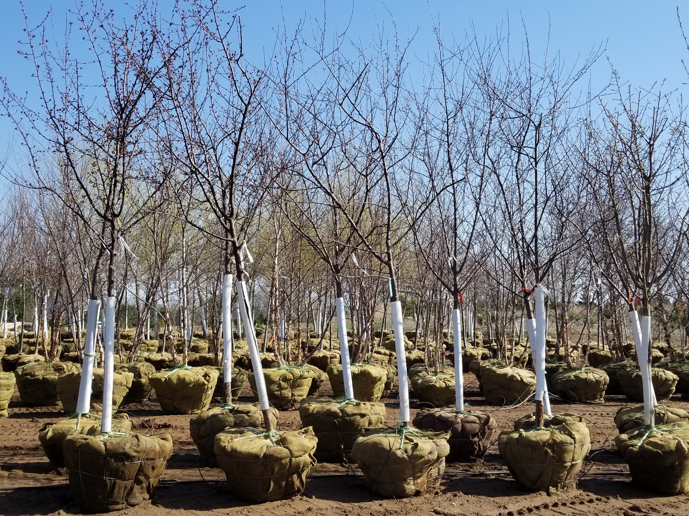 Rows of young trees with wrapped trunks and root balls, ready for planting, under a clear blue sky in a nursery setting.