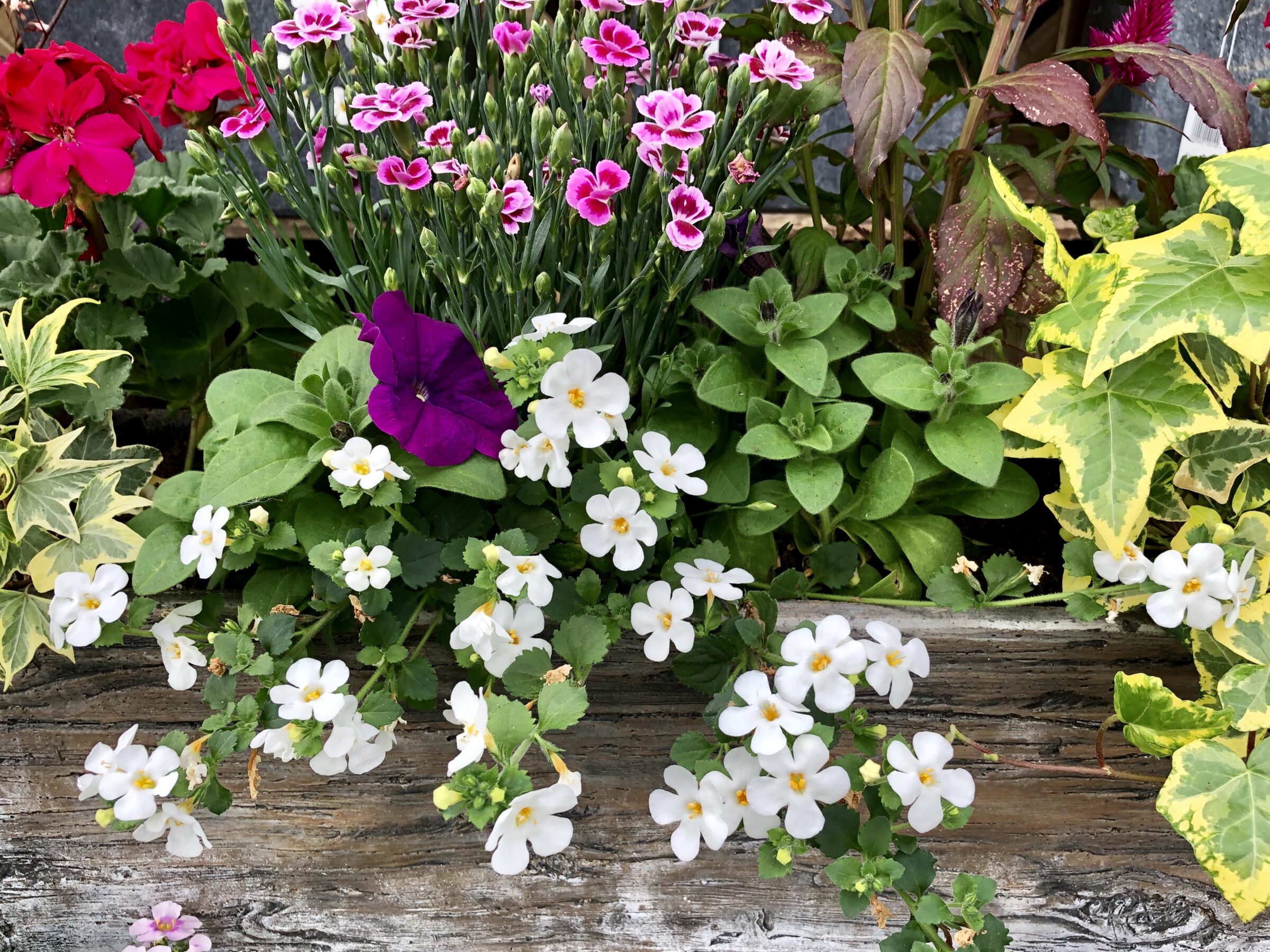 A colorful arrangement of flowers, including pink, red, and white blooms, with green leaves in a rustic wooden planter box.