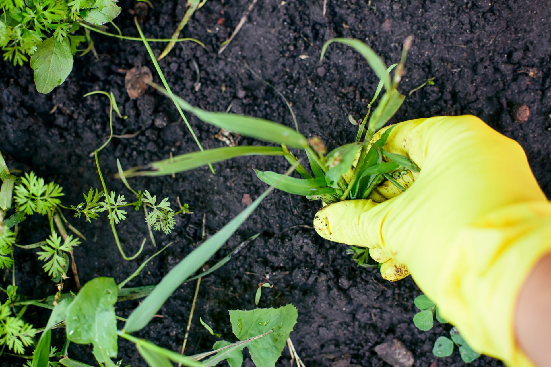 A person wearing yellow gloves pulls weeds from dark soil, amidst various green plants in a garden setting.
