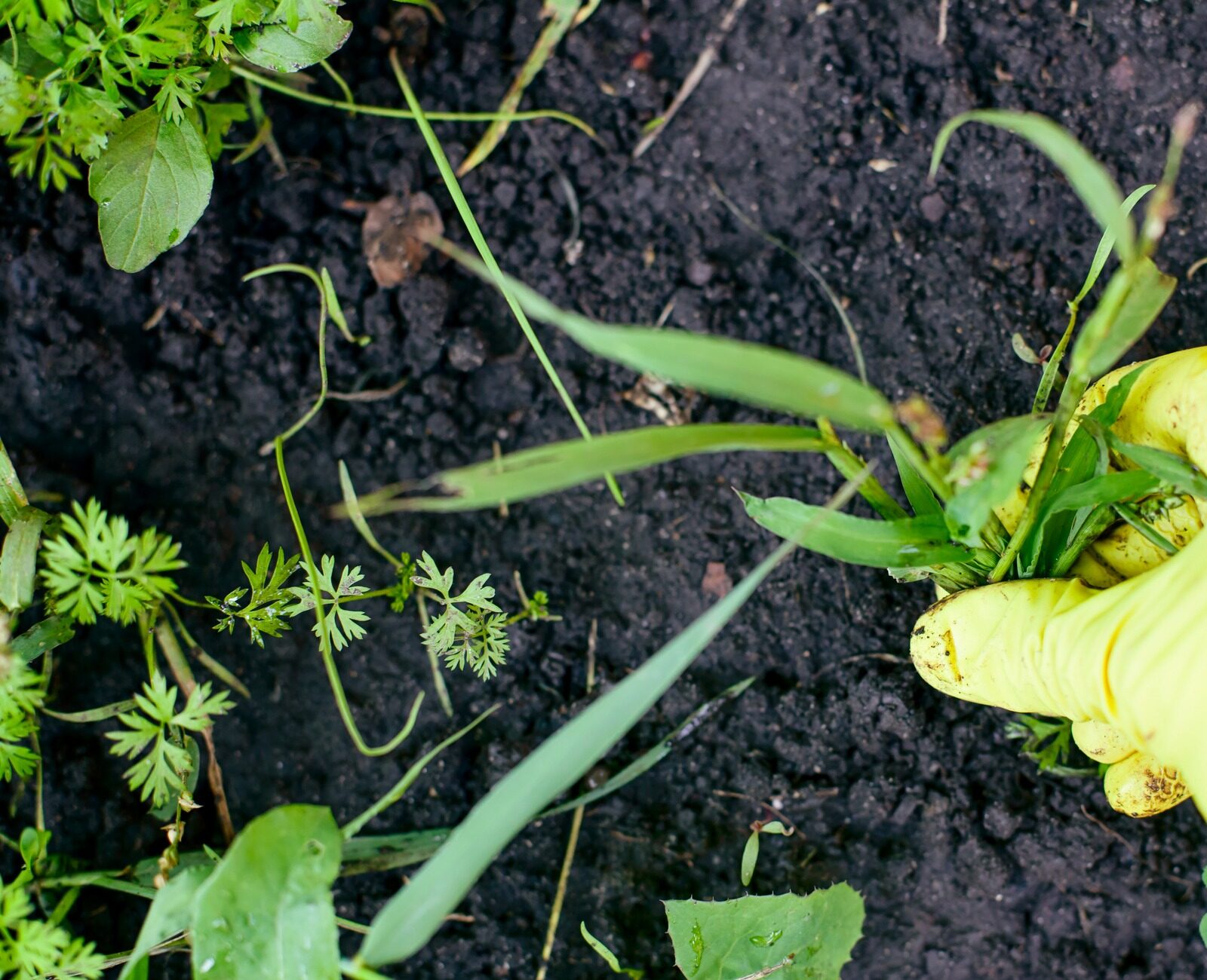 A person wearing yellow gloves pulls weeds from dark soil, amidst various green plants in a garden setting.