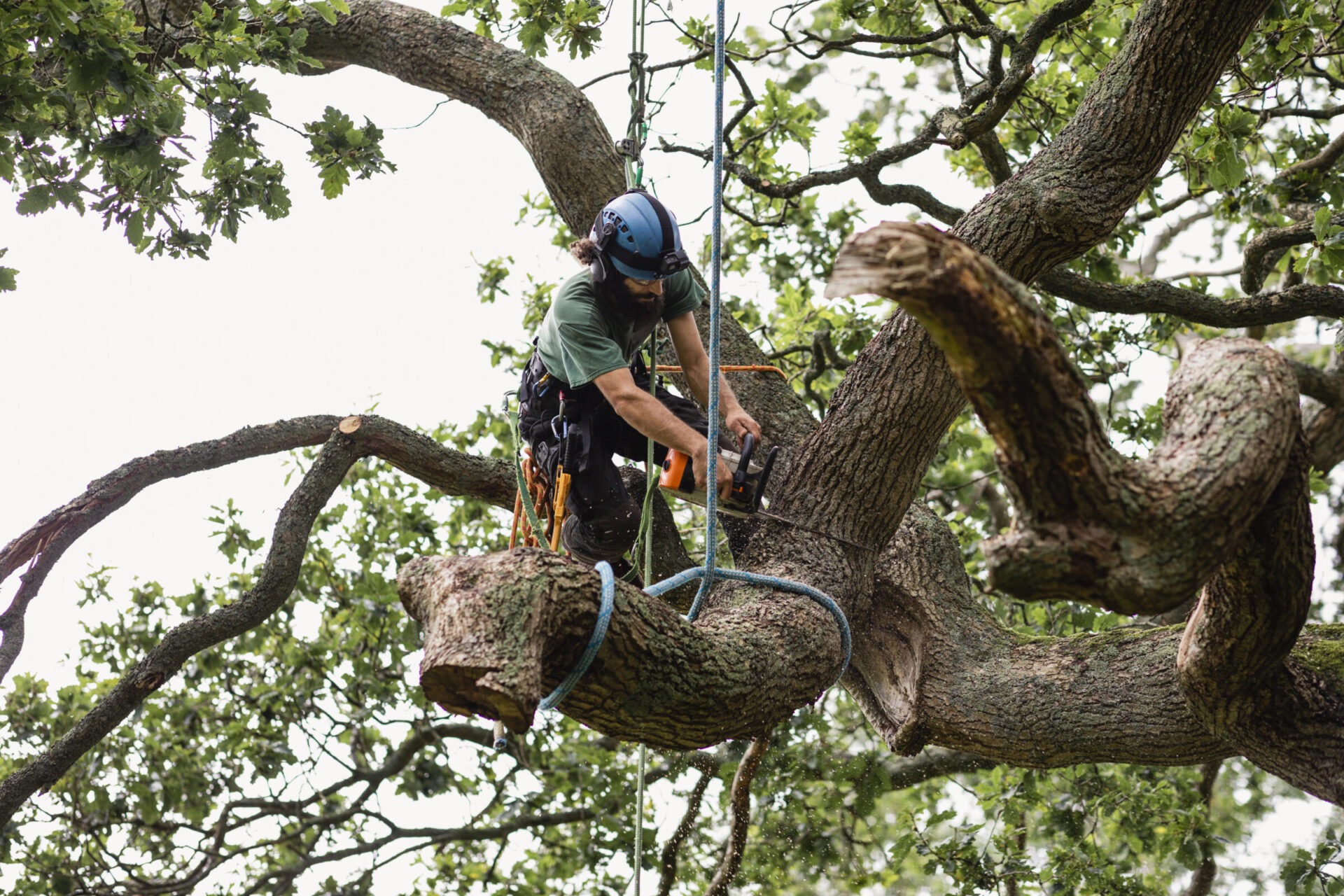 A person is safely climbing and cutting a large tree branch with a chainsaw, surrounded by lush green foliage.