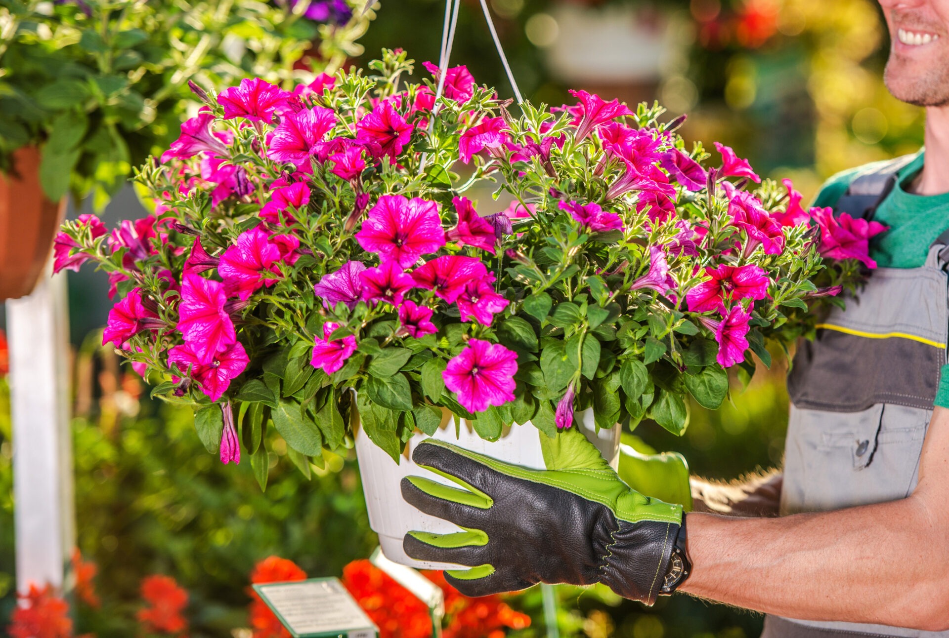 A person with gloves holds a hanging basket of vibrant pink flowers, surrounded by greenery, in a sunny garden setting.