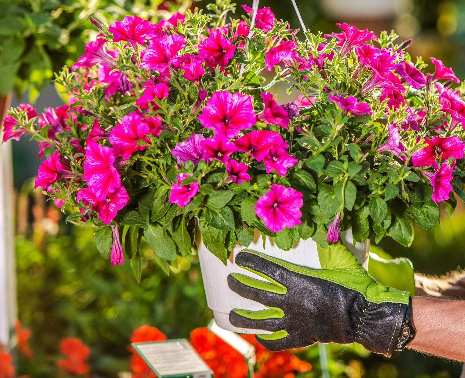 A person with gloves holds a hanging basket of vibrant pink flowers, surrounded by greenery, in a sunny garden setting.