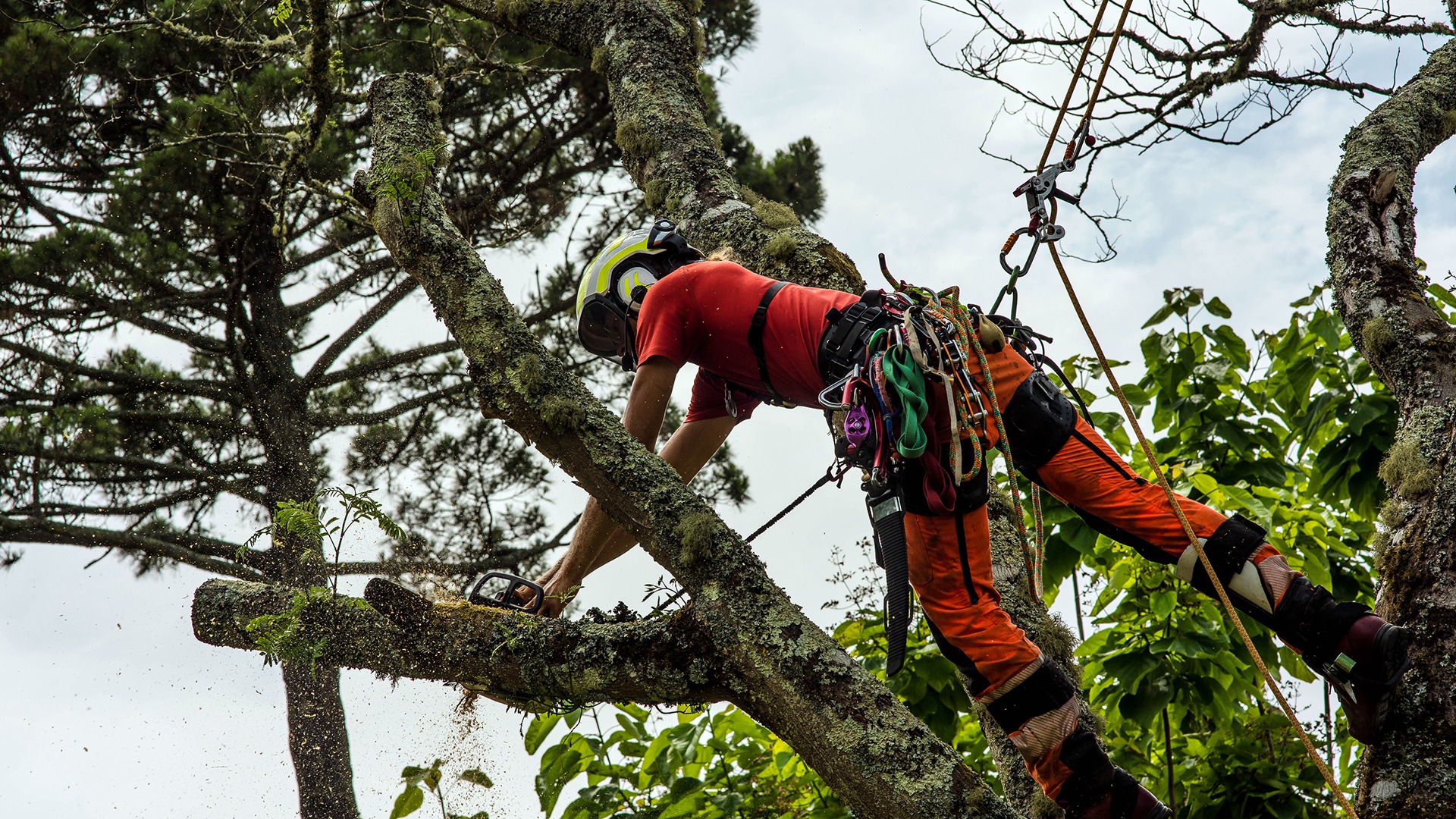 A person in safety gear is using a chainsaw to cut a tree branch, surrounded by greenery and ropes for support.