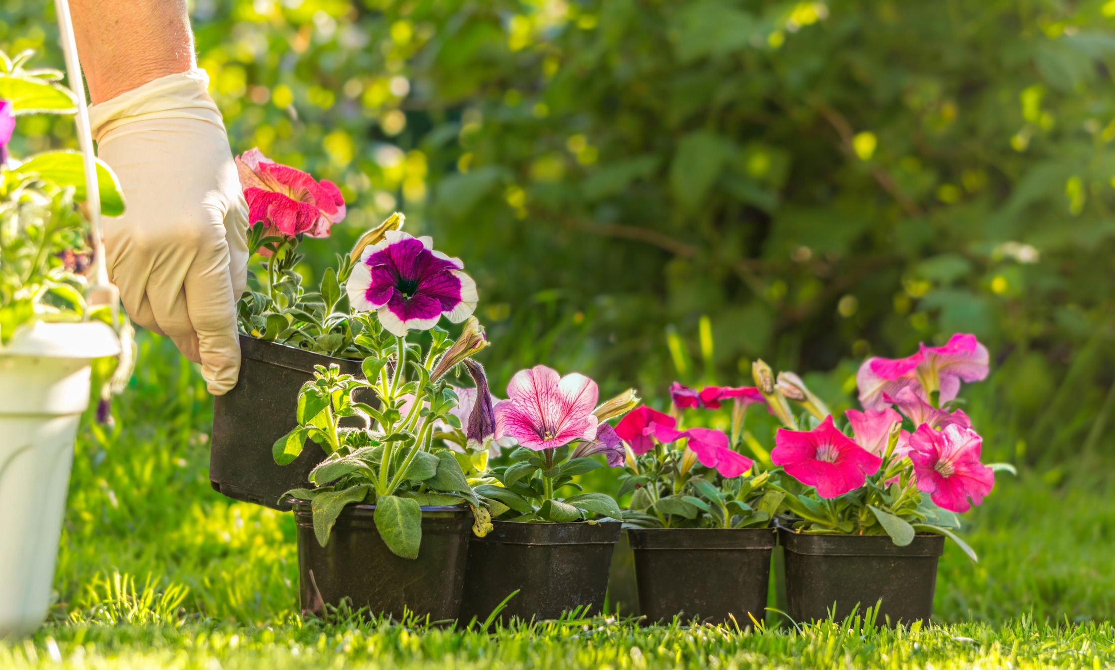 A person wearing gloves arranges vibrant petunias in pots on a sunny lawn, surrounded by lush greenery in a garden setting.