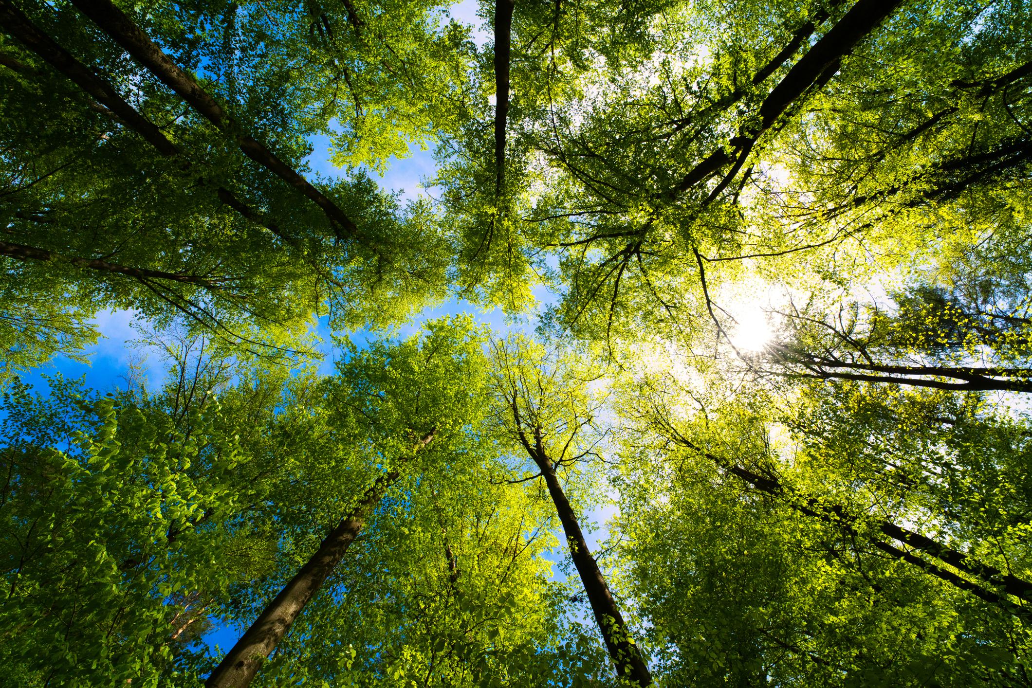A shot of the treetops within a forest with sunlight illuminating the upper sections.