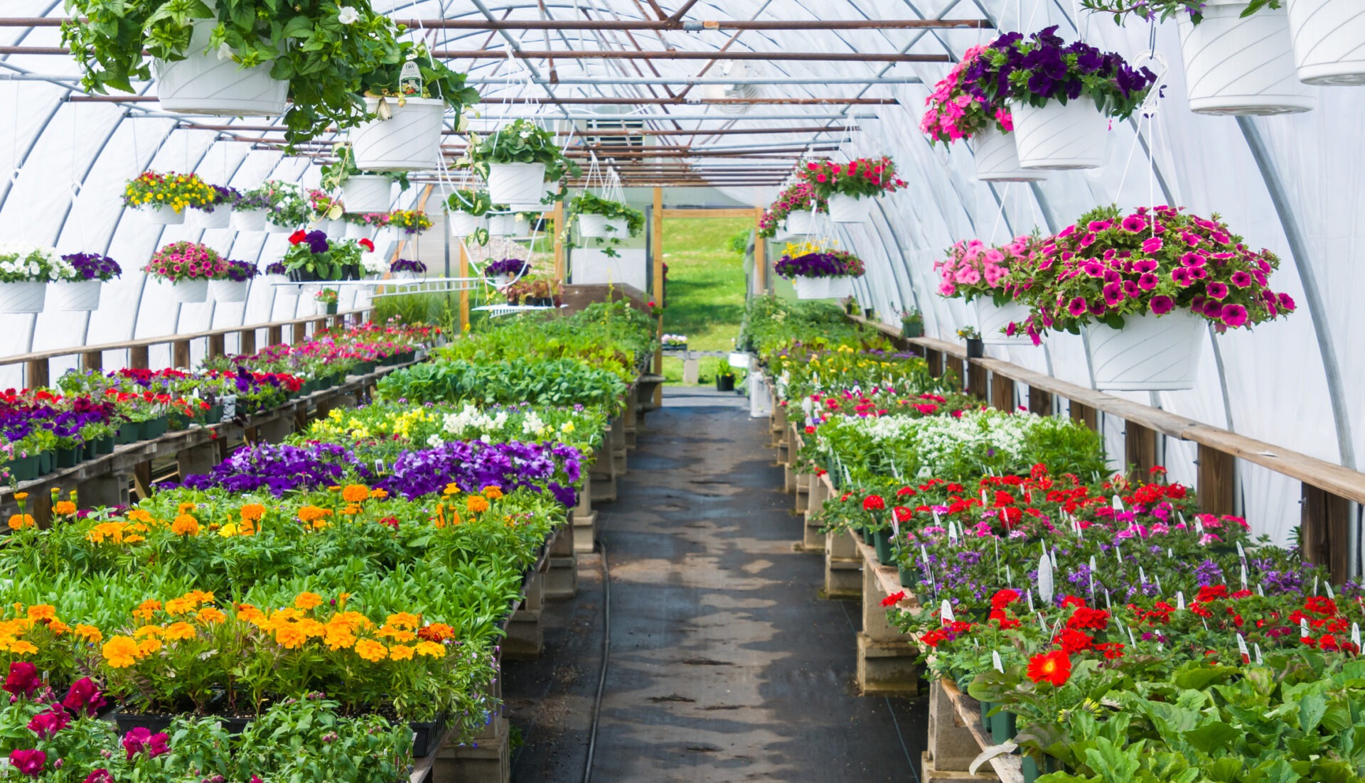 A colorful greenhouse filled with various flowers and plants in pots, with hanging baskets overhead, under a curved, translucent roof.