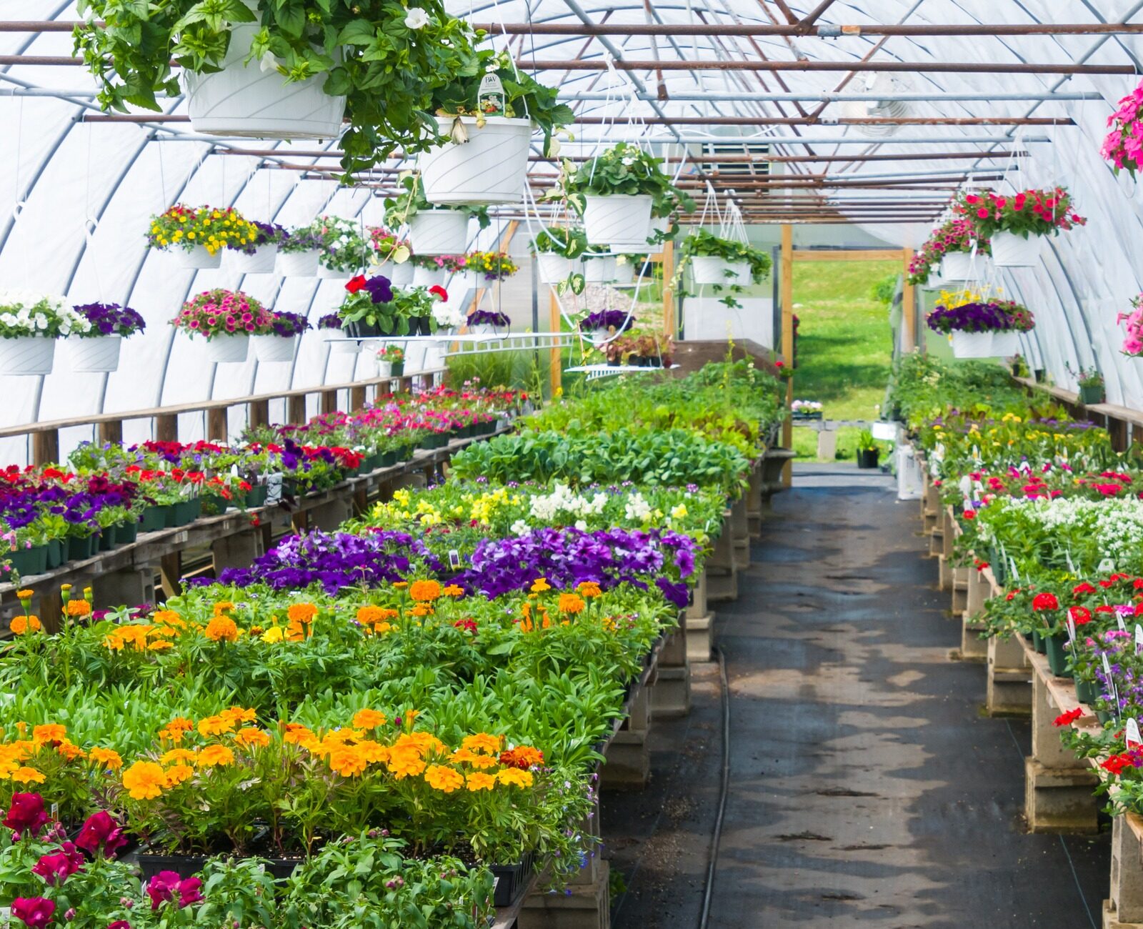 A colorful greenhouse filled with various flowers and plants in pots, with hanging baskets overhead, under a curved, translucent roof.