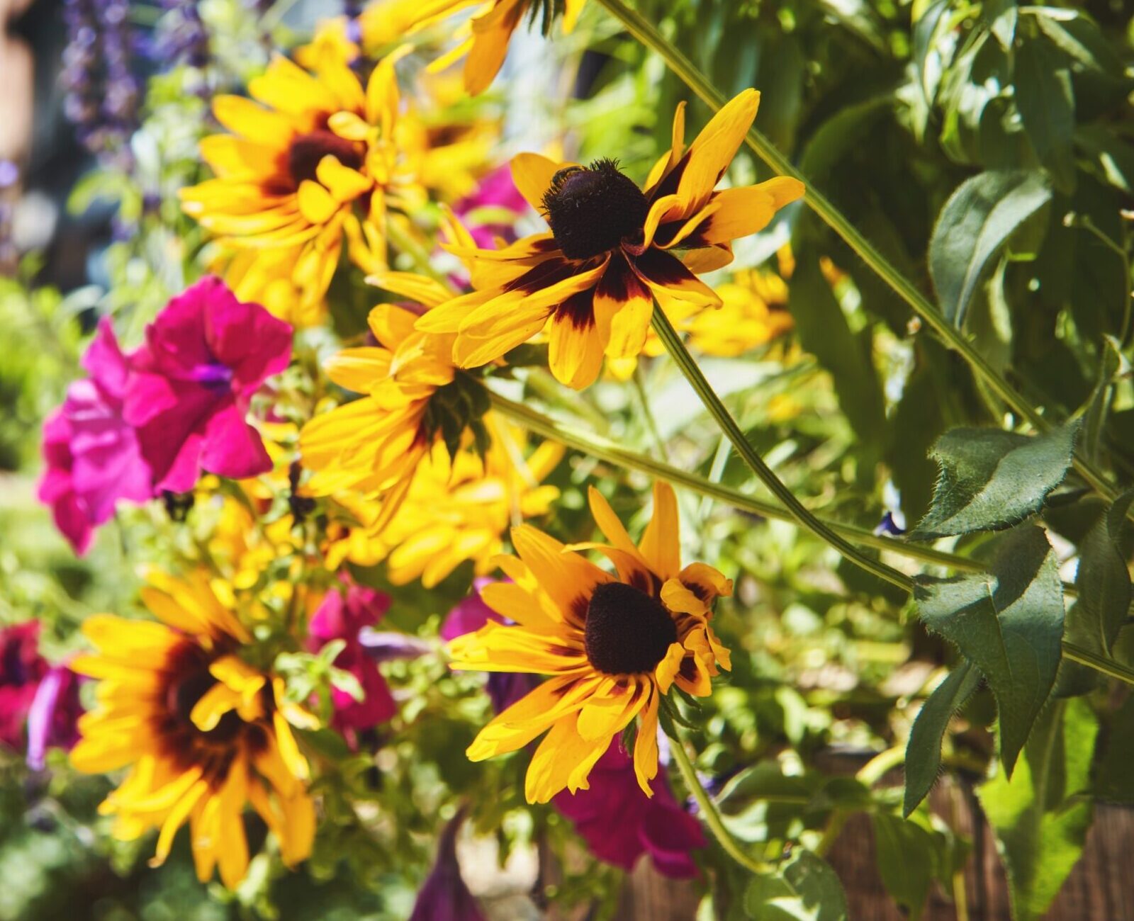 Vibrant yellow and pink flowers bloom brightly under the sun along a blurred sidewalk, creating a colorful foreground against lush green foliage.