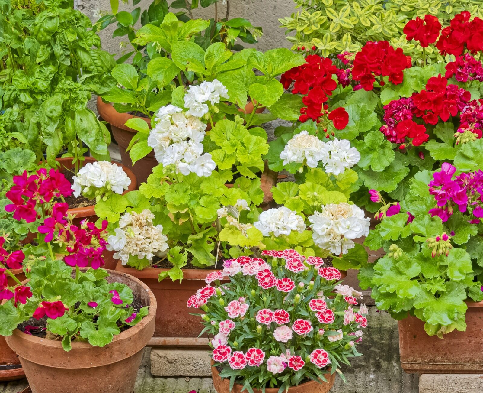 Colorful flower pots with vibrant blooms, featuring red, white, and pink flowers, arranged neatly on a rustic, textured outdoor surface.