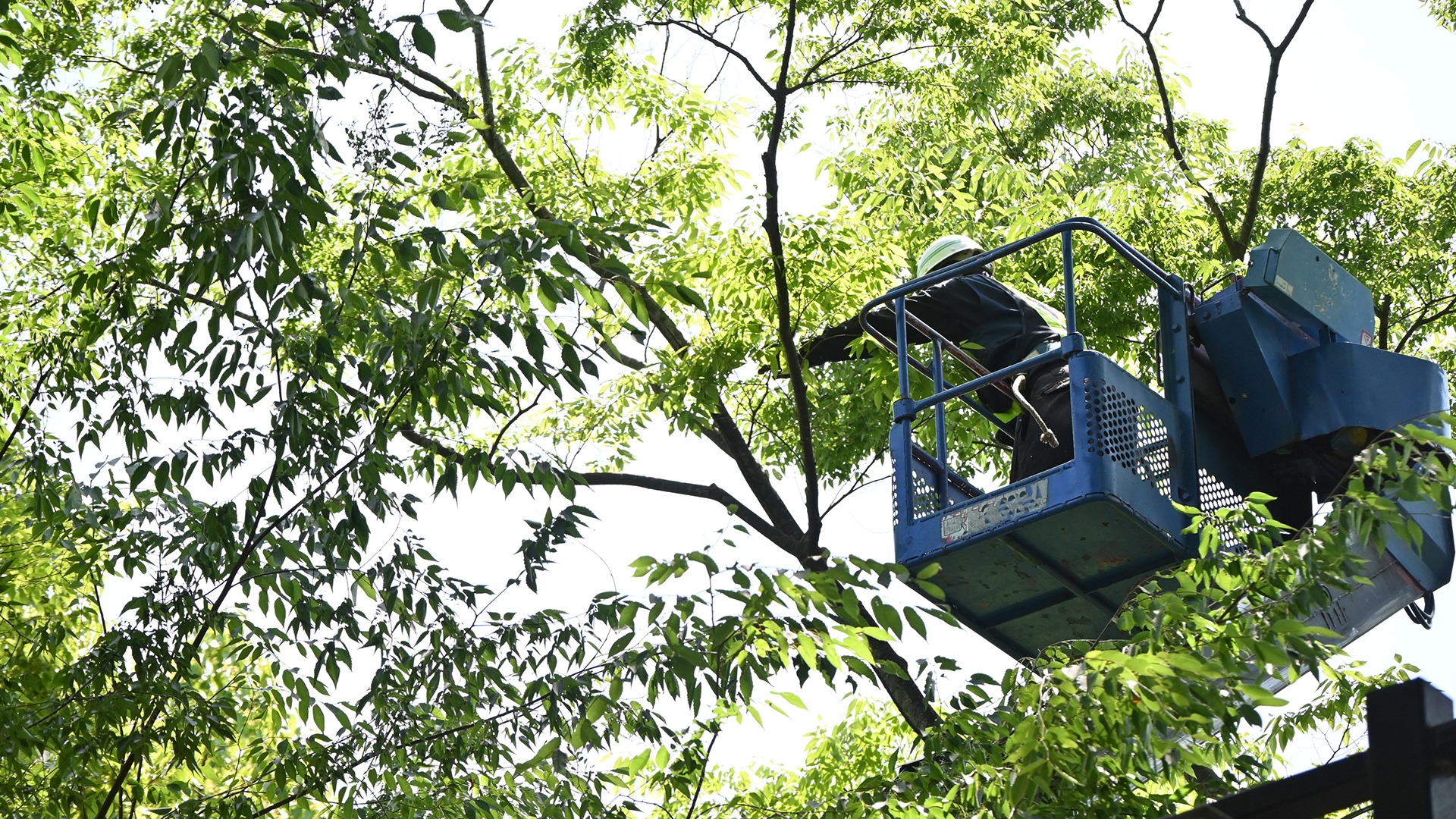 A person in a cherry picker trims branches among lush green leaves, highlighting tree maintenance work under a clear sky.