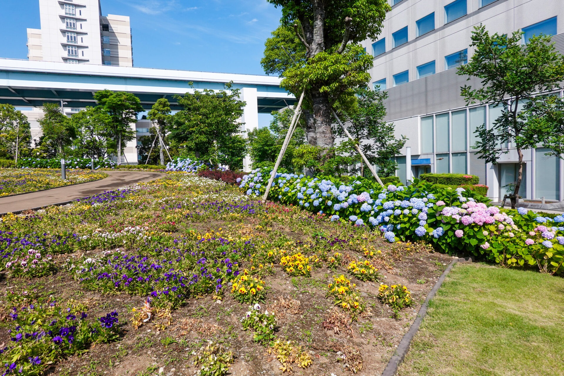 Colorful flowers and hydrangeas bloom along a landscaped path, surrounded by modern buildings and lush greenery under a clear blue sky.