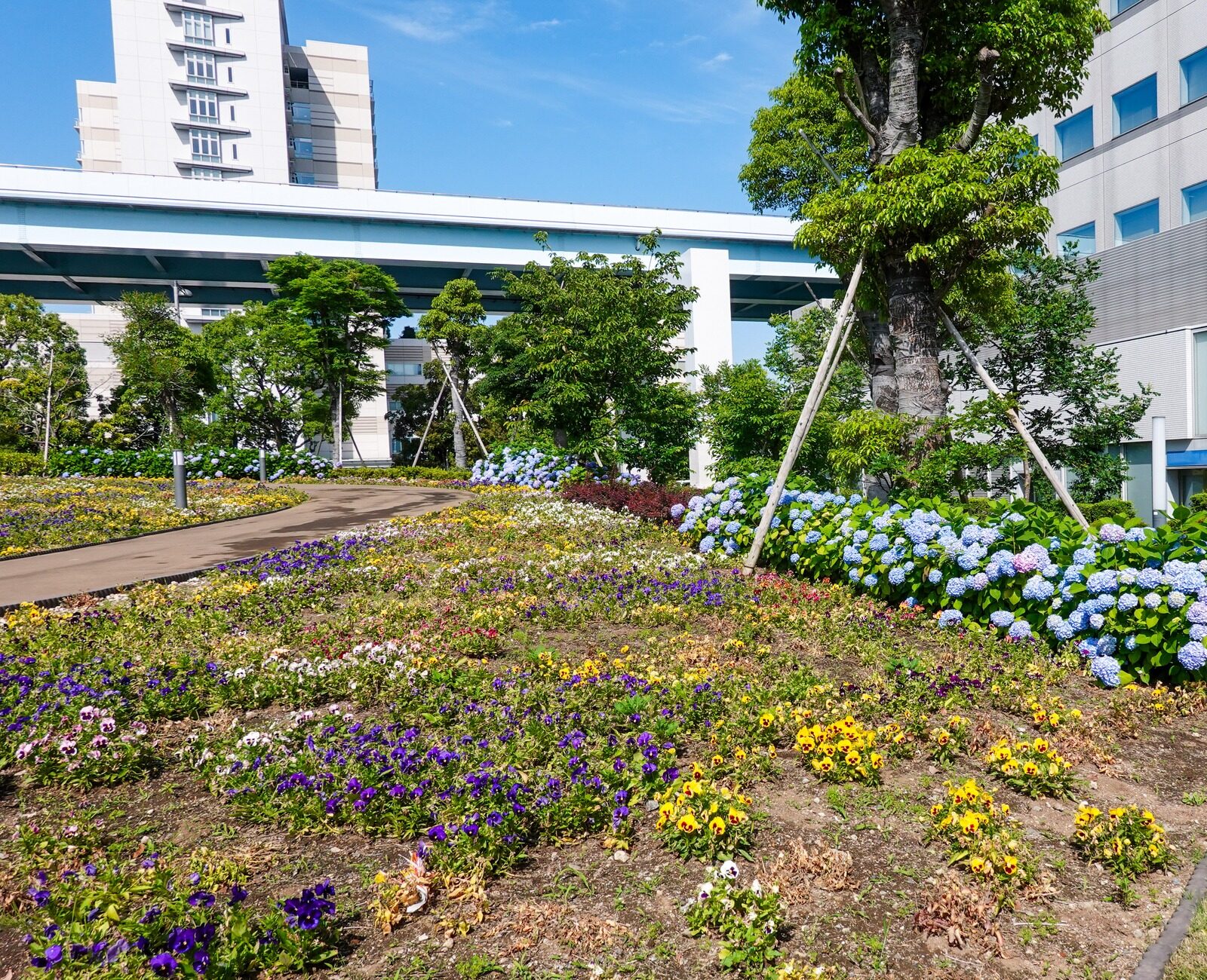 Colorful flowers and hydrangeas bloom along a landscaped path, surrounded by modern buildings and lush greenery under a clear blue sky.