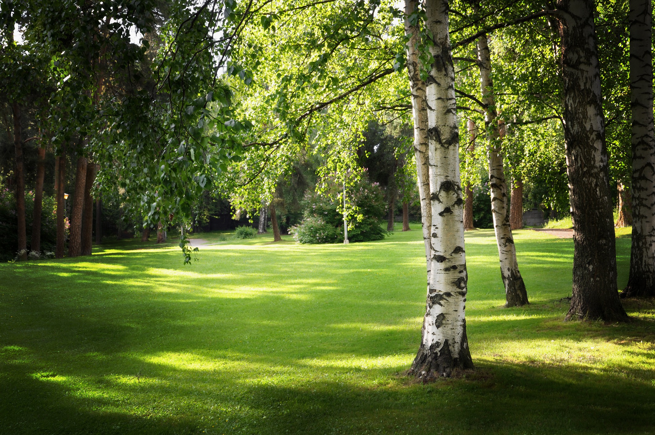 A serene park scene with lush green grass and birch trees casting gentle shadows in the sunlight, creating a peaceful atmosphere.