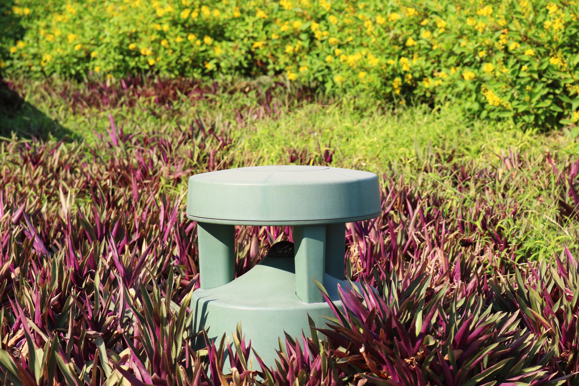 A green speaker is surrounded by purple and green foliage with yellow flowers in the background, under bright sunlight, outdoors.