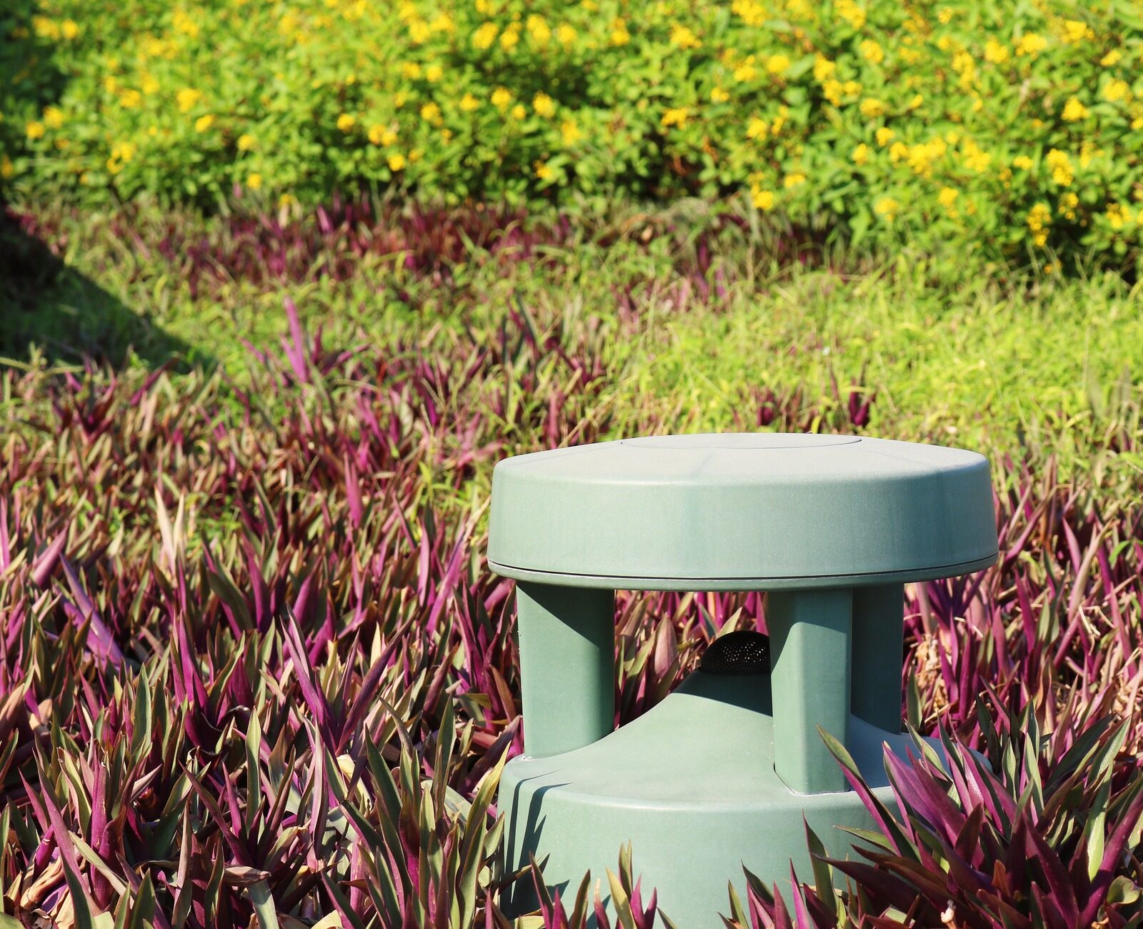 A green speaker is surrounded by purple and green foliage with yellow flowers in the background, under bright sunlight, outdoors.
