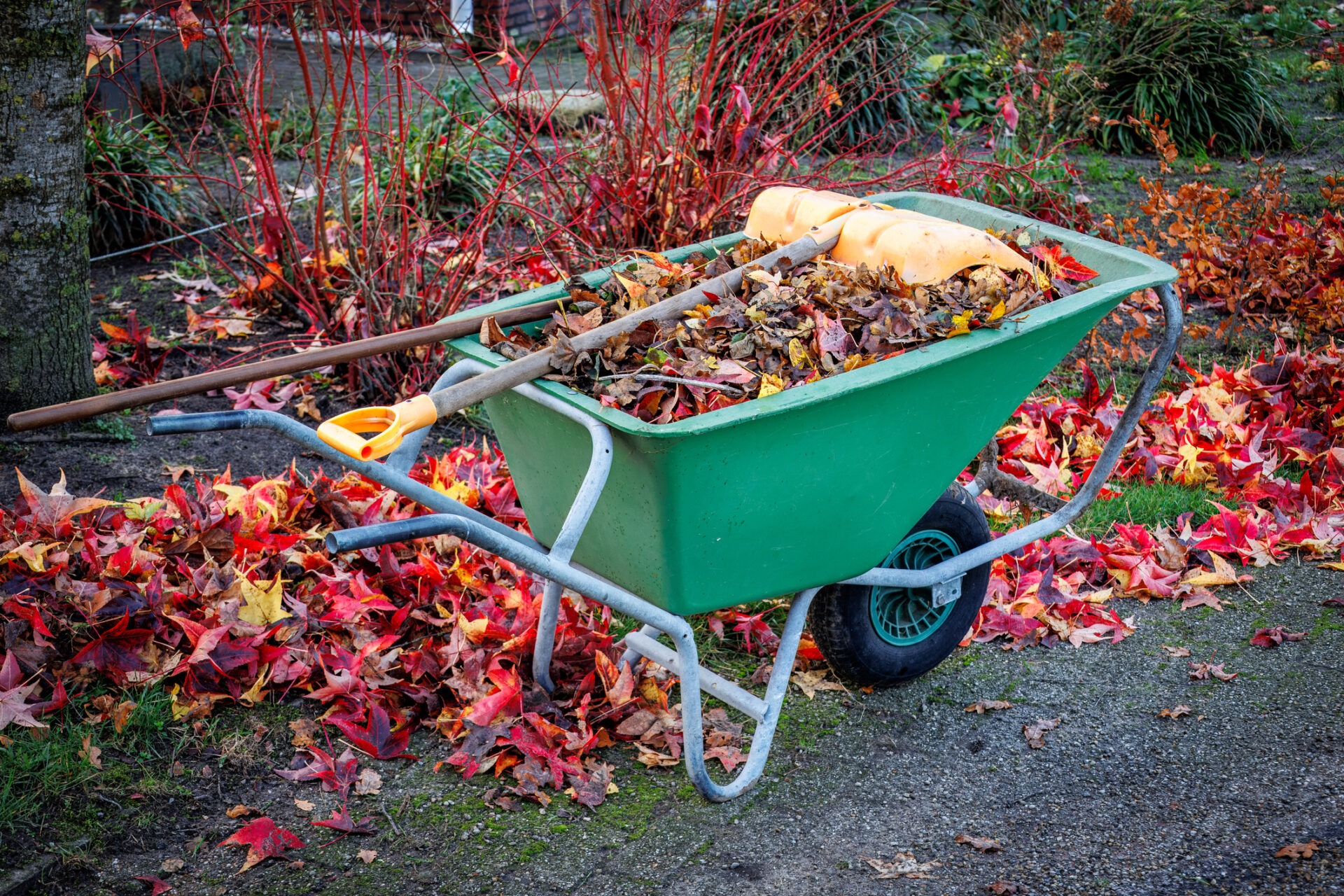 A green wheelbarrow filled with colorful fallen leaves, rakes, and a jug sits on a path surrounded by vibrant red and orange foliage.