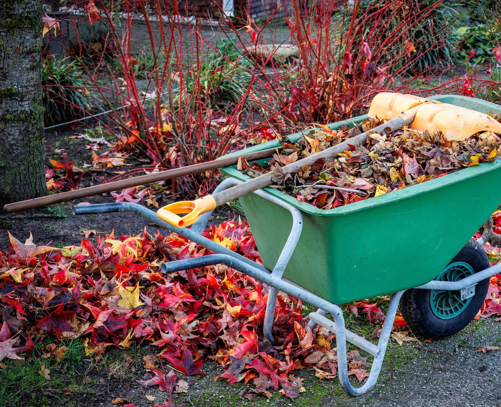 A green wheelbarrow filled with colorful fallen leaves, rakes, and a jug sits on a path surrounded by vibrant red and orange foliage.