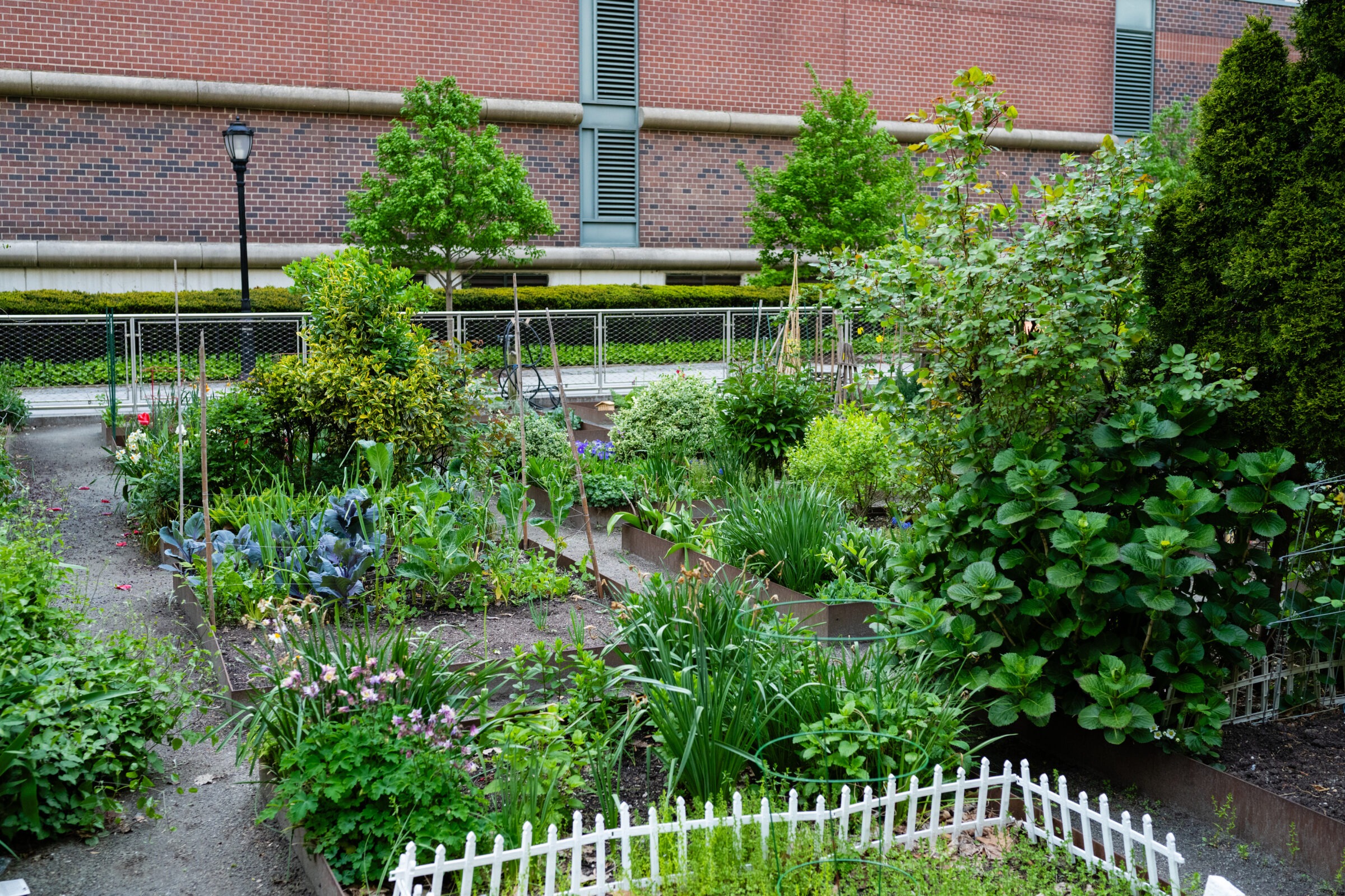Community garden with abundant greenery, raised beds, and a brick building in the background, bordered by a decorative white fence.