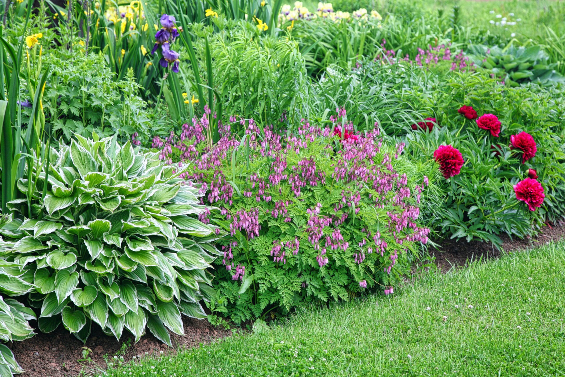 A vibrant garden features lush greenery with blooming purple, red, and yellow flowers, creating a colorful and serene natural setting.