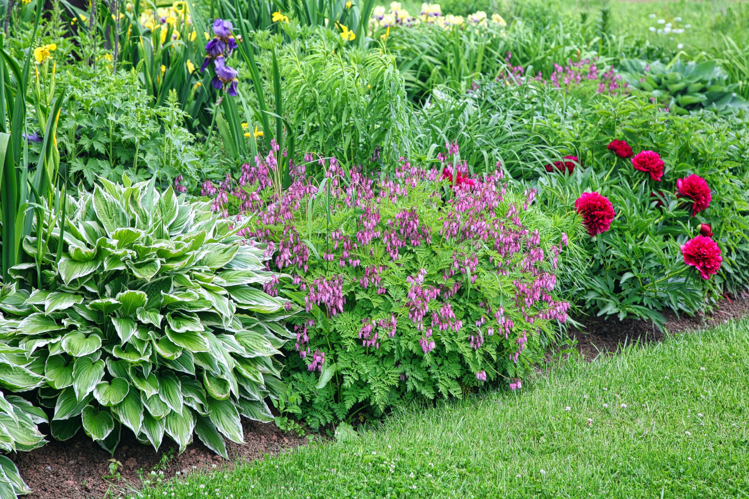 A vibrant garden features lush greenery with blooming purple, red, and yellow flowers, creating a colorful and serene natural setting.