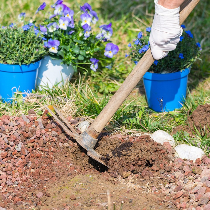 A person is gardening, using a tool to dig soil with purple flowers in blue pots visible in the background.