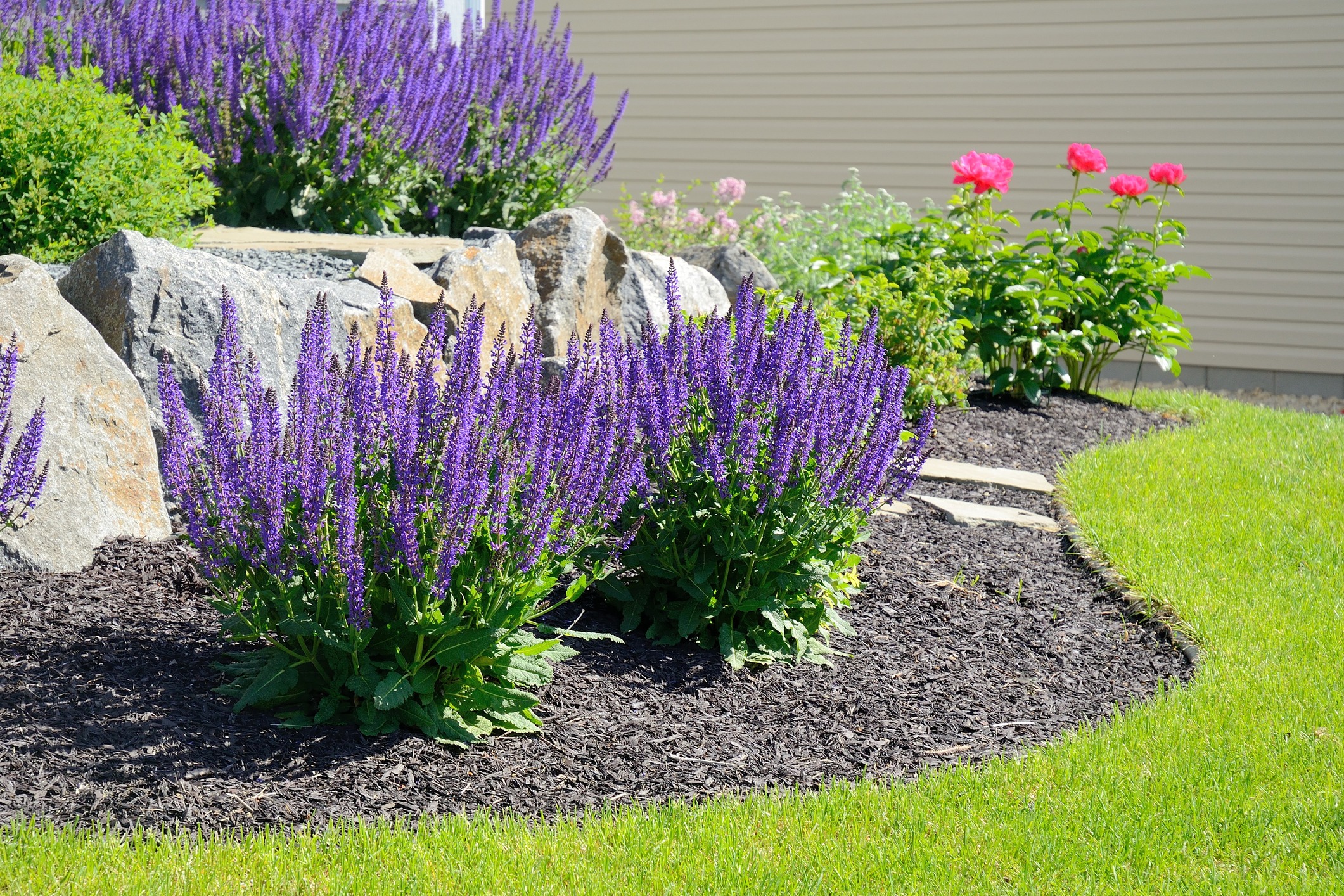 Front yard landscaping ideas using Salvia Flowers and Rock Retaining Wall at a Residential Home.