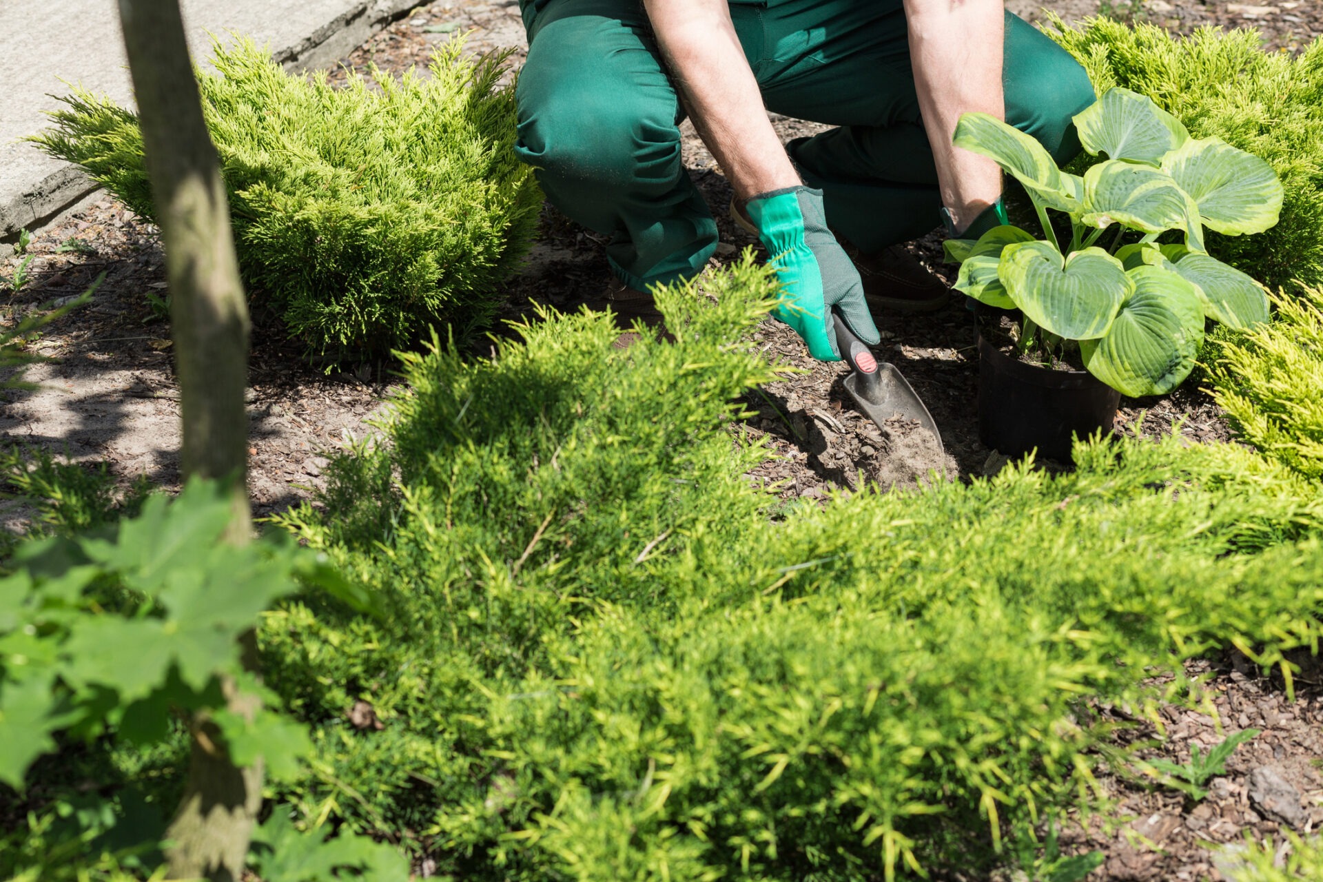 A person in green clothing and gloves is gardening, planting a hosta among lush greenery, holding a small shovel.