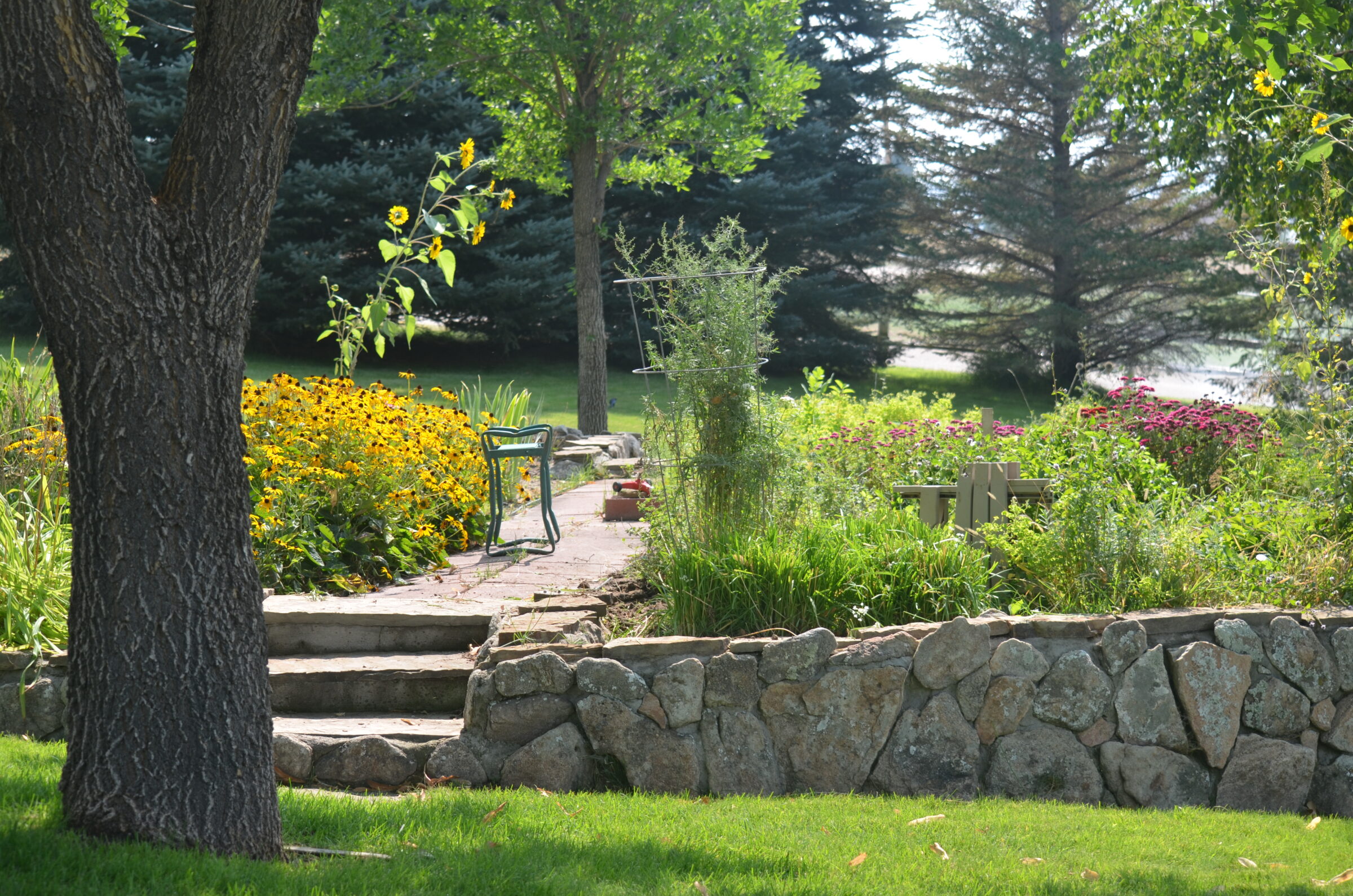 A lush garden scene with stone steps, blooming yellow flowers, and trees, featuring a green bench amidst vibrant greenery and sunshine.