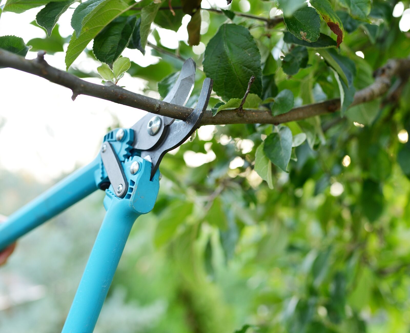 A person uses blue pruning shears to trim a tree branch surrounded by green leaves in a garden setting.
