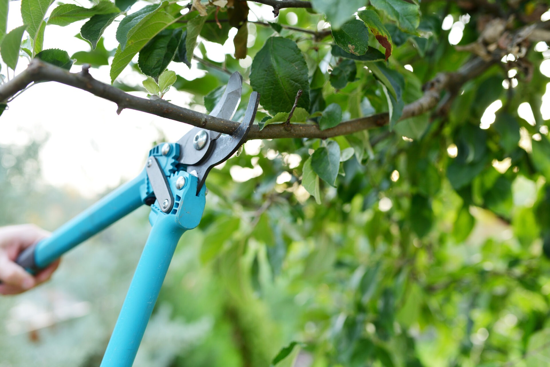 A person uses blue pruning shears to cut a tree branch, surrounded by green leaves in a garden setting.