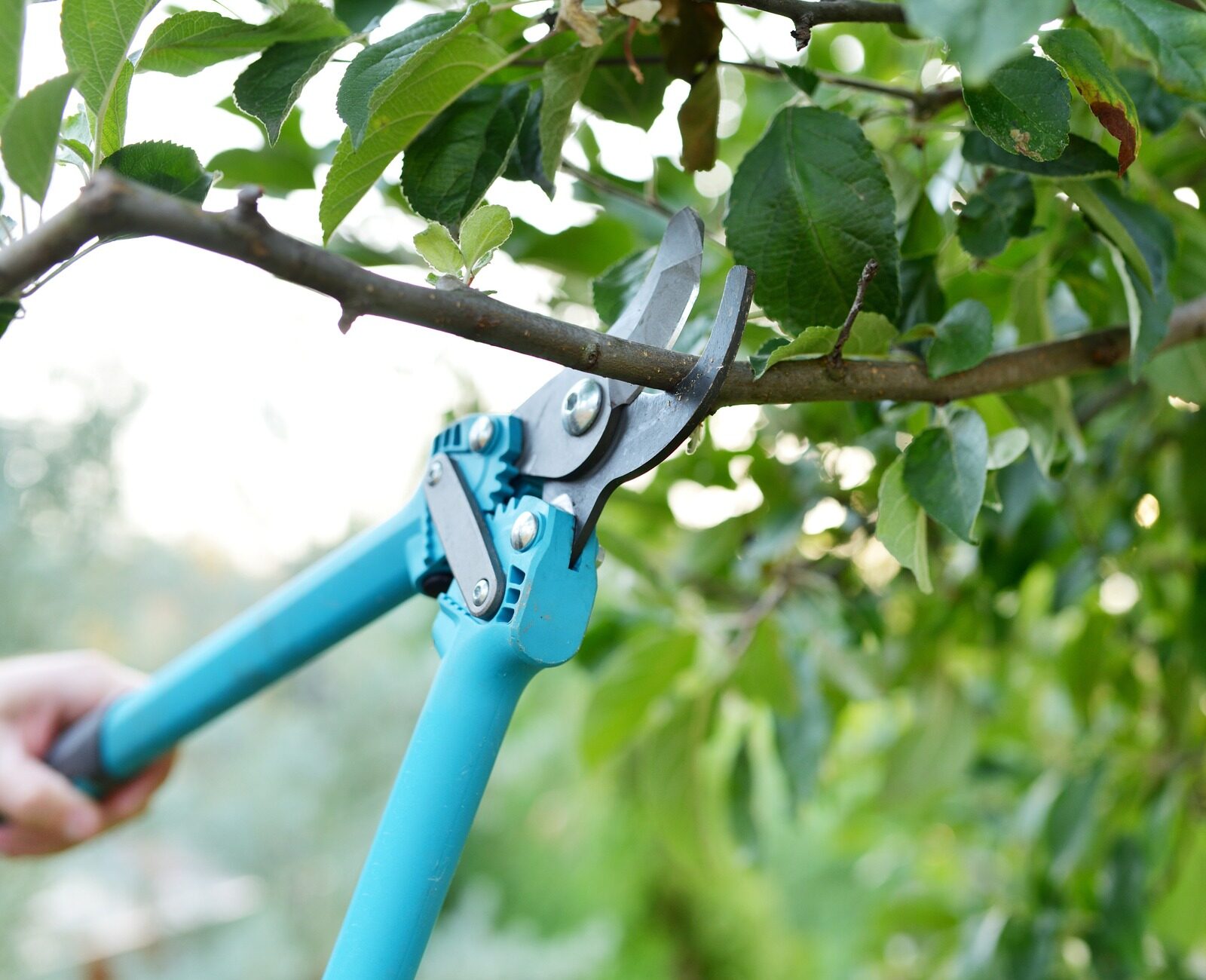 A person uses blue pruning shears to cut a tree branch, surrounded by green leaves in a garden setting.
