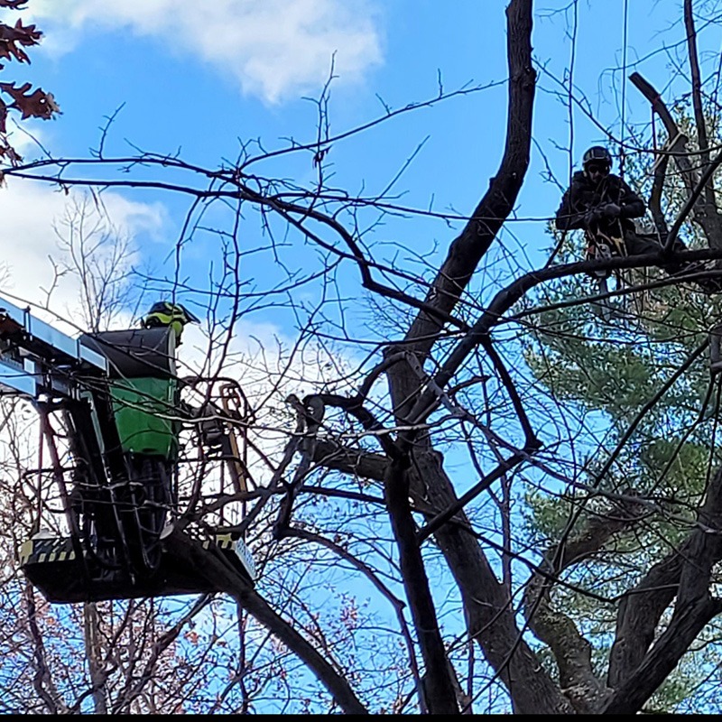 Homepage Tree Services Pic.jpg 2