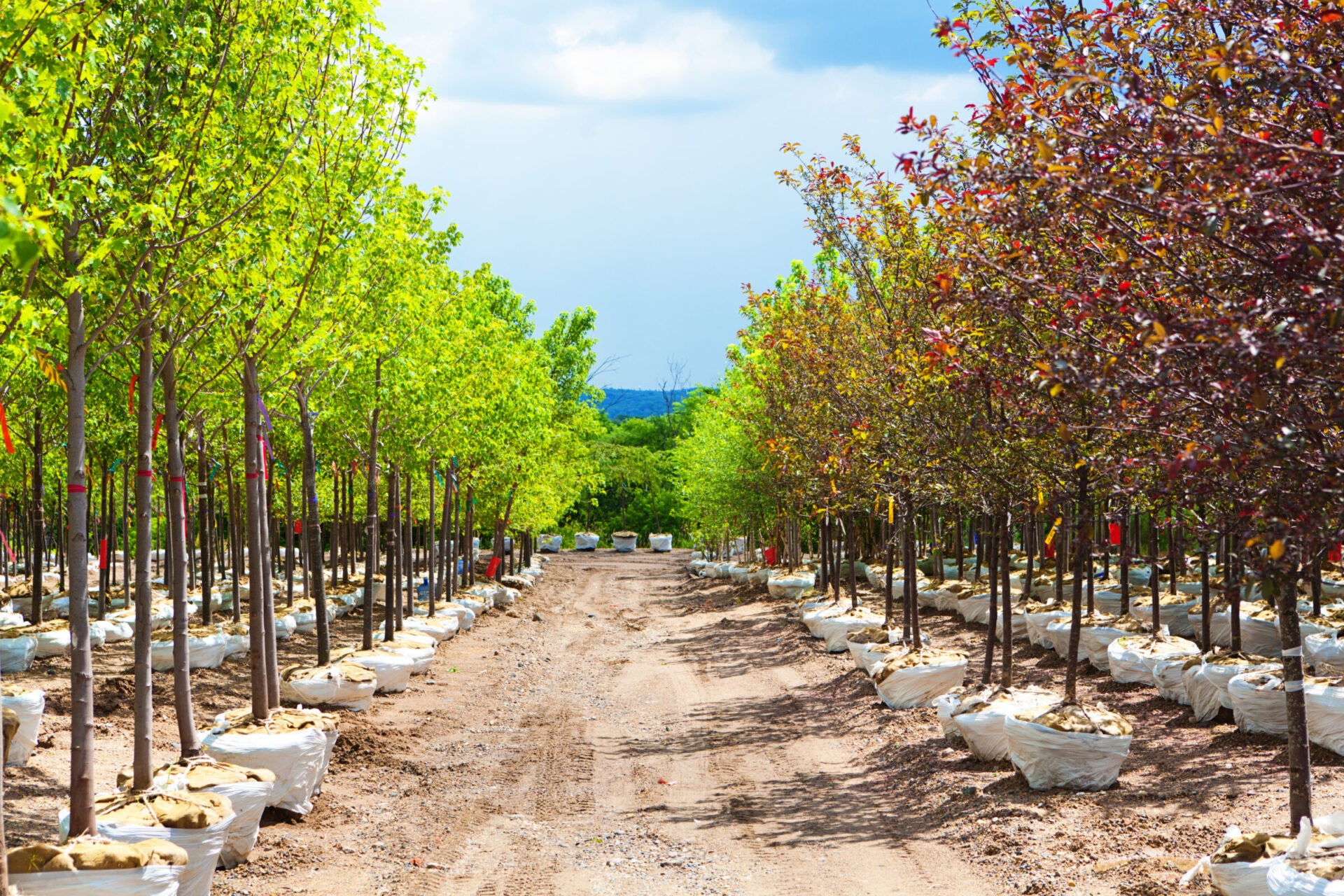 Variety of Sapling Tree Display in Lanscaping Nursery Garden Center