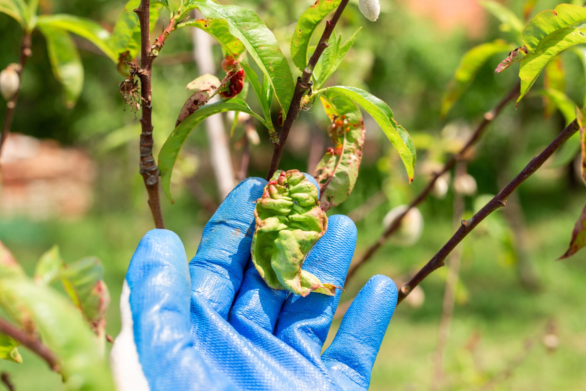 Plant diseases. A gardener examines curled peach leaves. Fungal disease - curliness