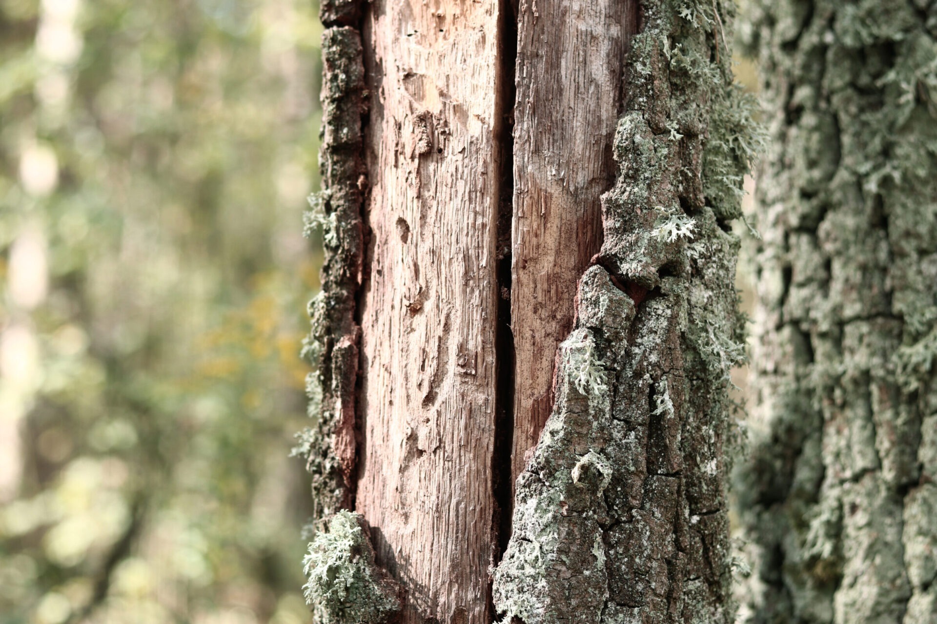 Cracked pine bark close-up and lichen