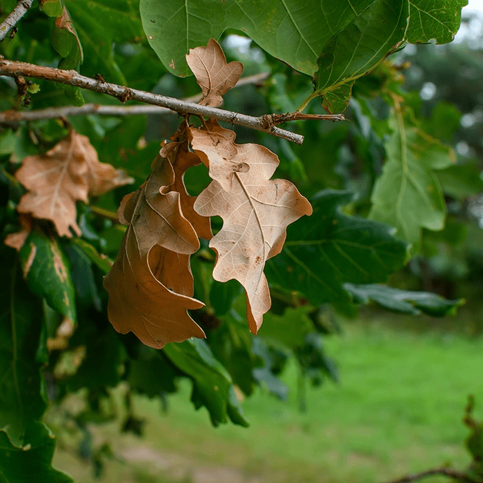 Tree diseases in Minnesota like Oak Wilt affecting a tree.