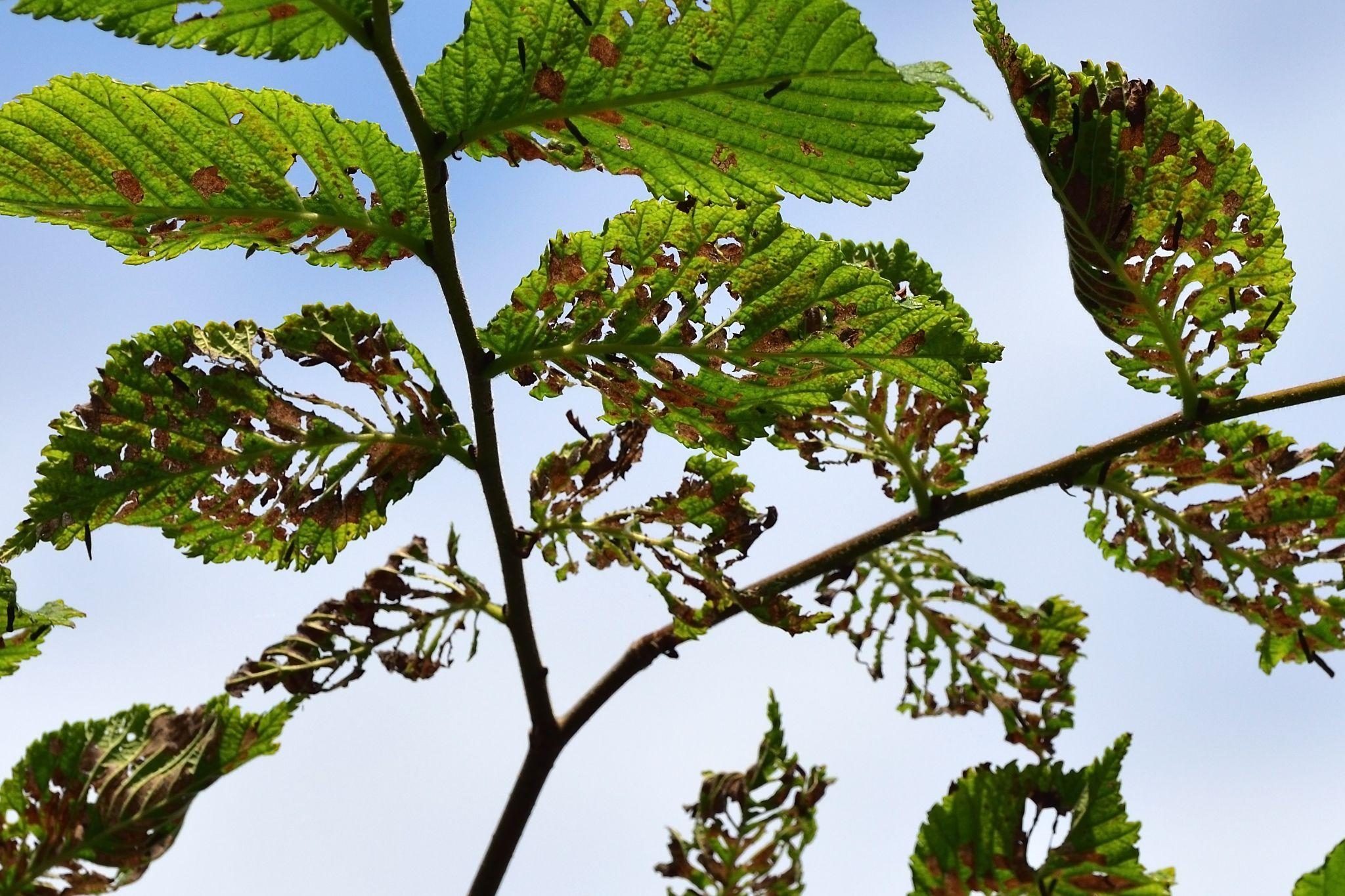 An example of one of the tree diseases in Minnesota, Dutch Elm Disease, and how it affects the tree's leaves.