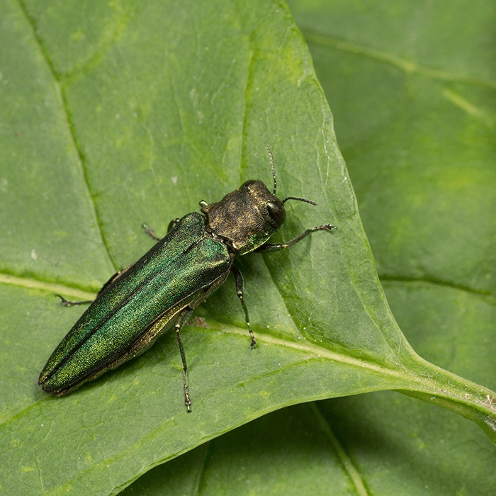 An emerald ash borer on some vibrant green leaves.