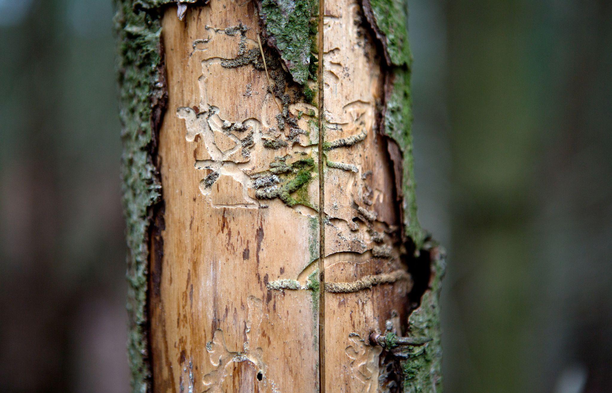 An example of the kinds of tunnels Emerald Ash Borers can make on the wood of a tree.