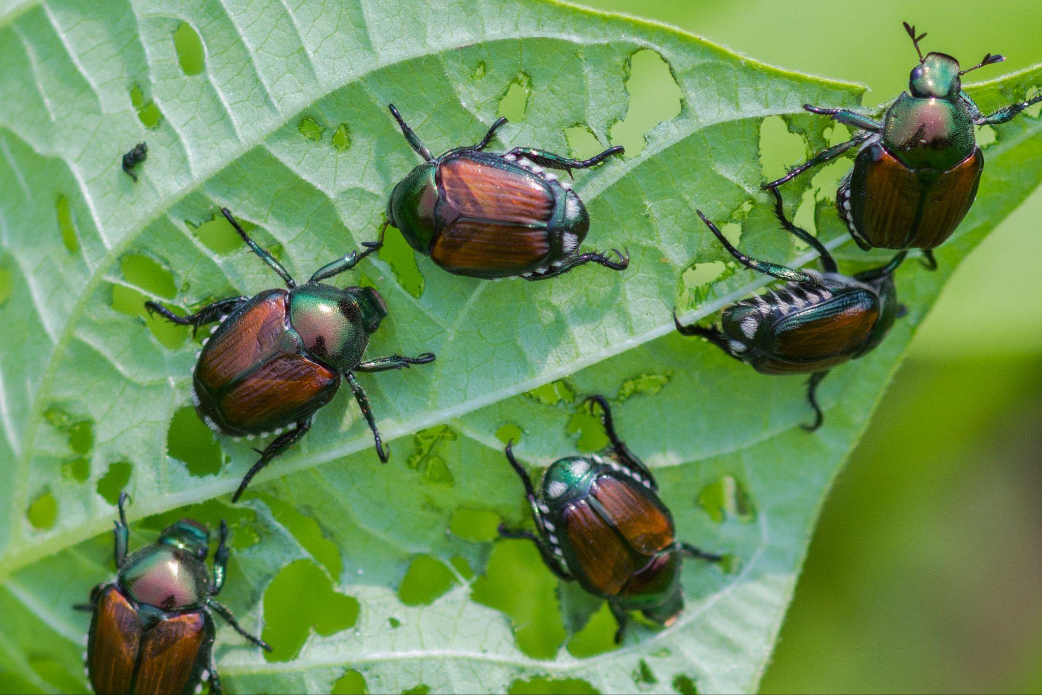 Japanese beetles eating holes into a green leaf.
