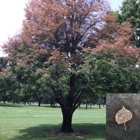 A tree affected by Japanese beetles and an example of what a leaf they've fed on would look like.