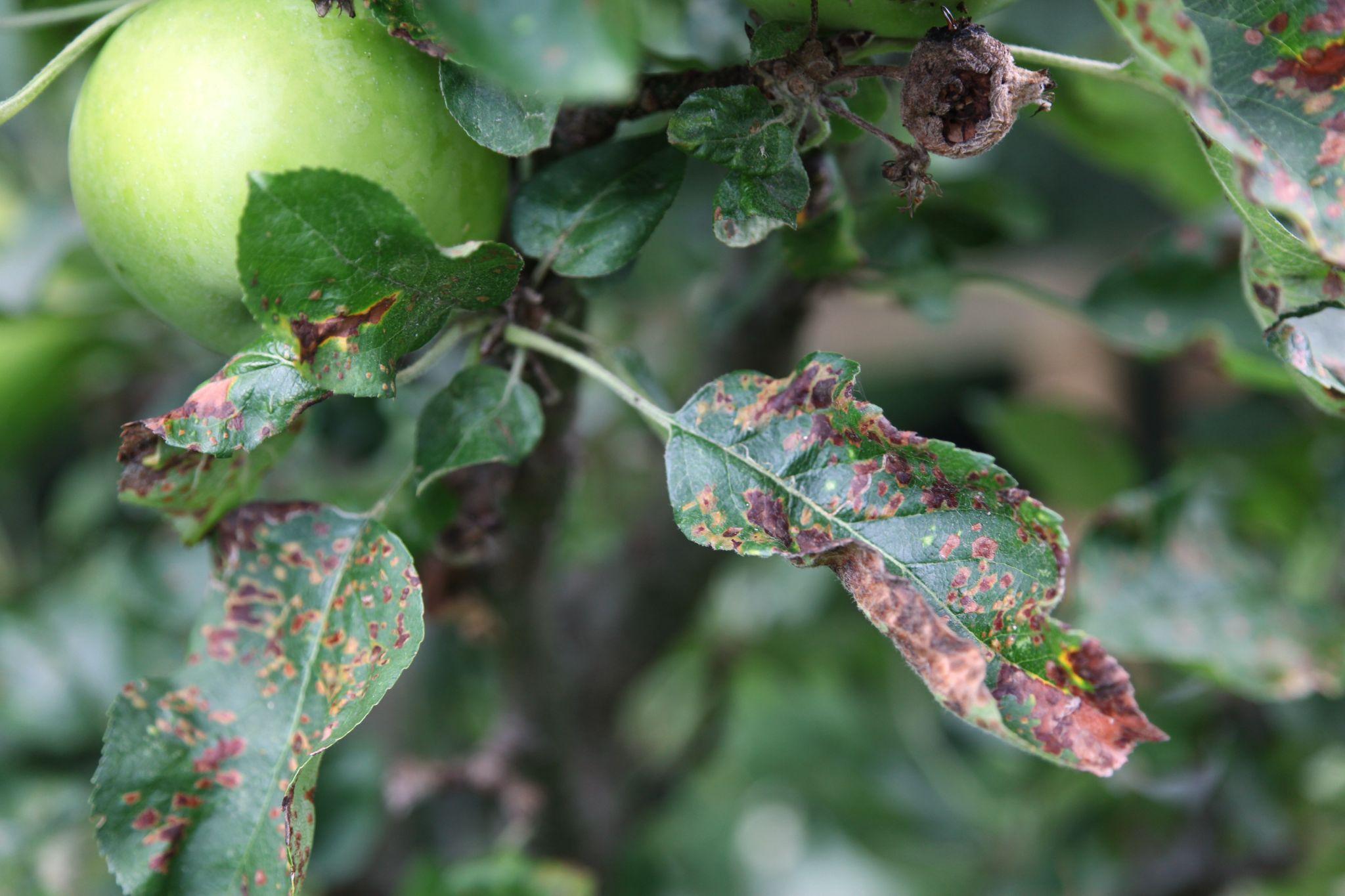 A crabapple tree affected by the tree disease in Minnesota, Apple Scab.