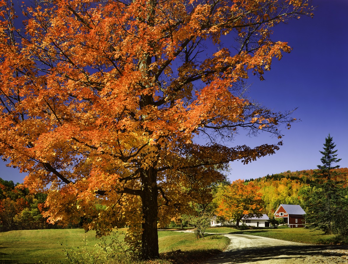 A sugar maple as recommended in our tree care guide with a farm in the background.