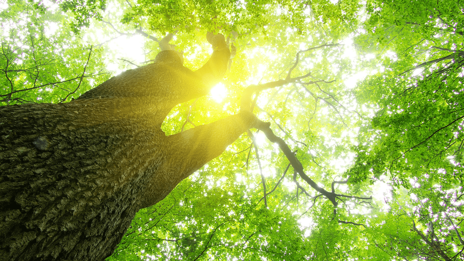 A tree kept vibrant with a tree care guide with sun coming through the leaves and branches.