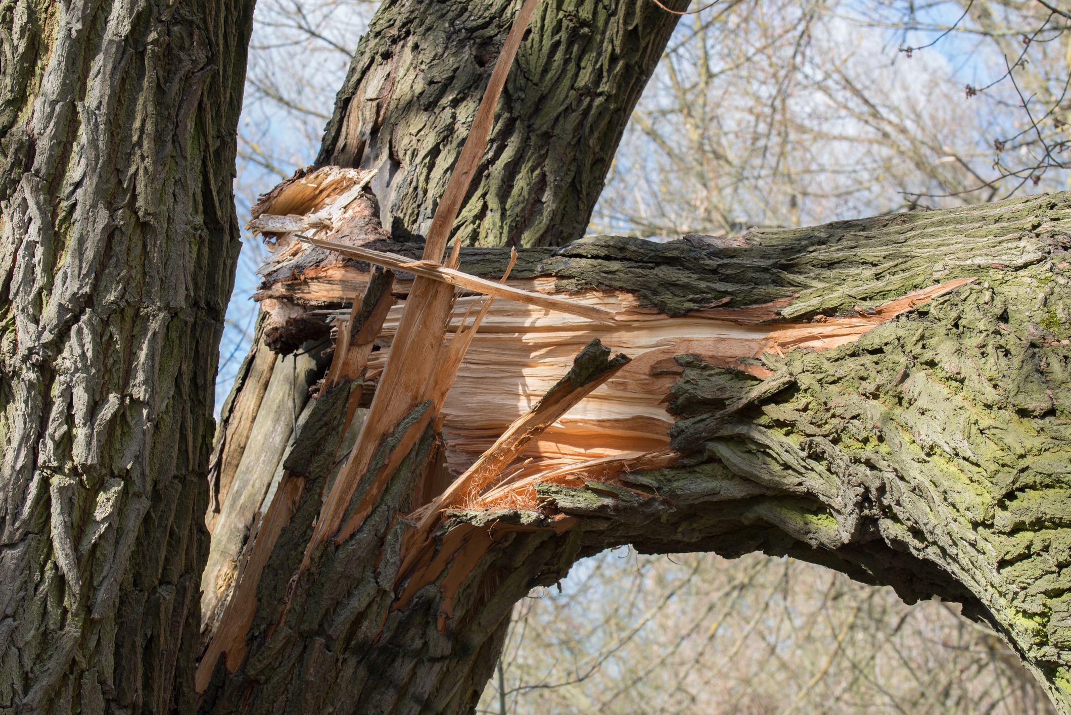 broken fallen trunk old poplar tree