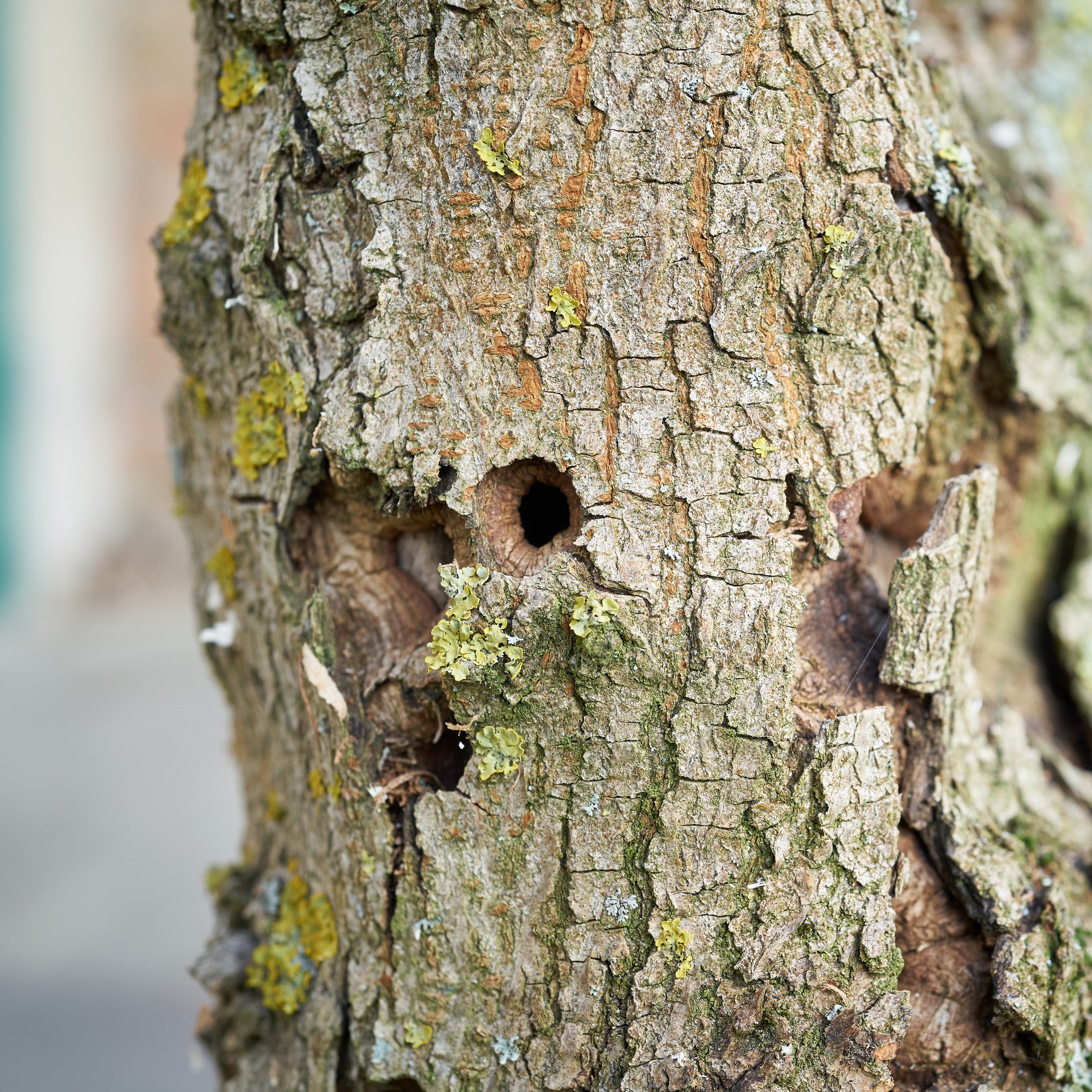 A cracked bark