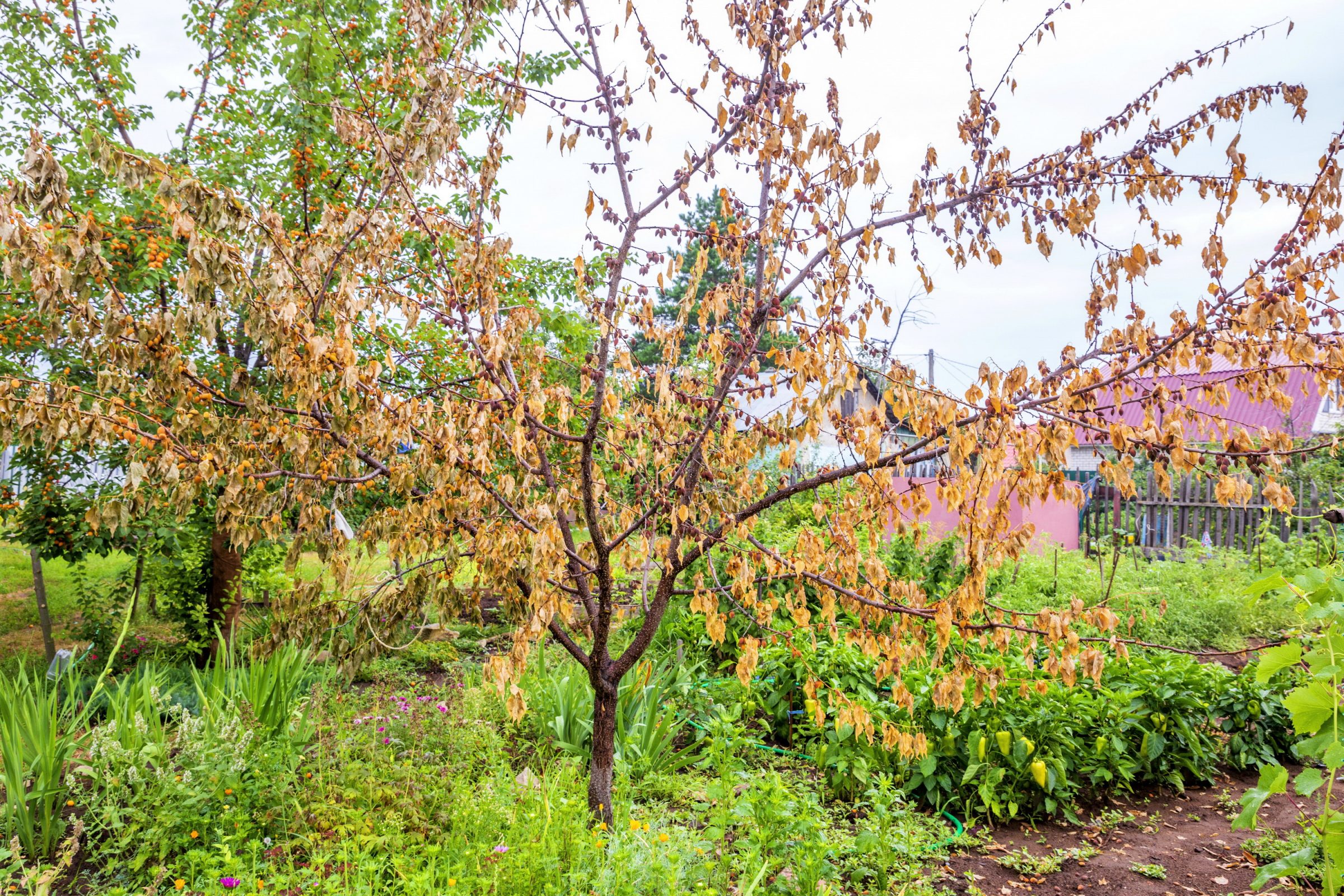 Dead withered apricot tree in the garden with berries on a summer day.